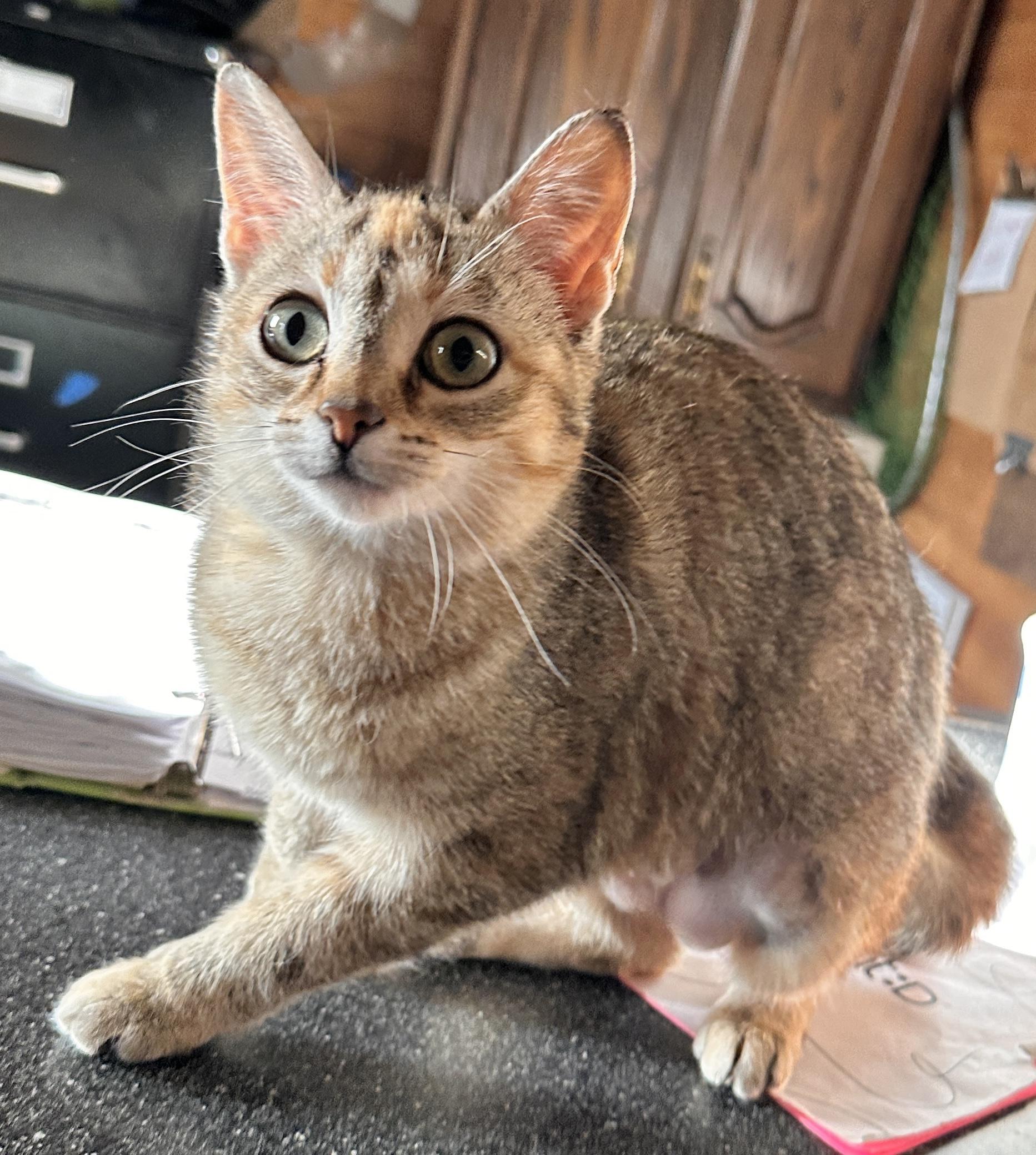 Elsie