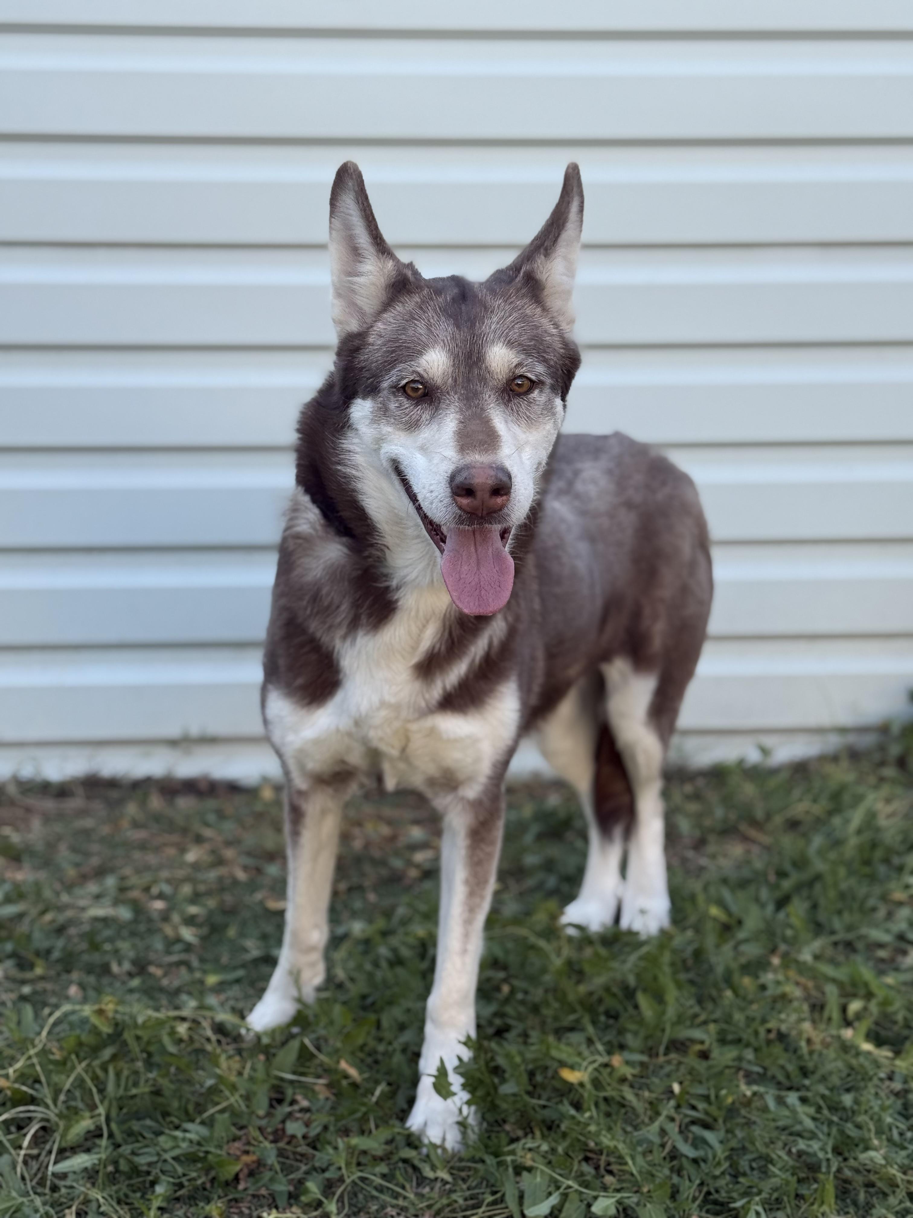 Misha, a Adoptable mixed breed in Seattle, WA image 4/5