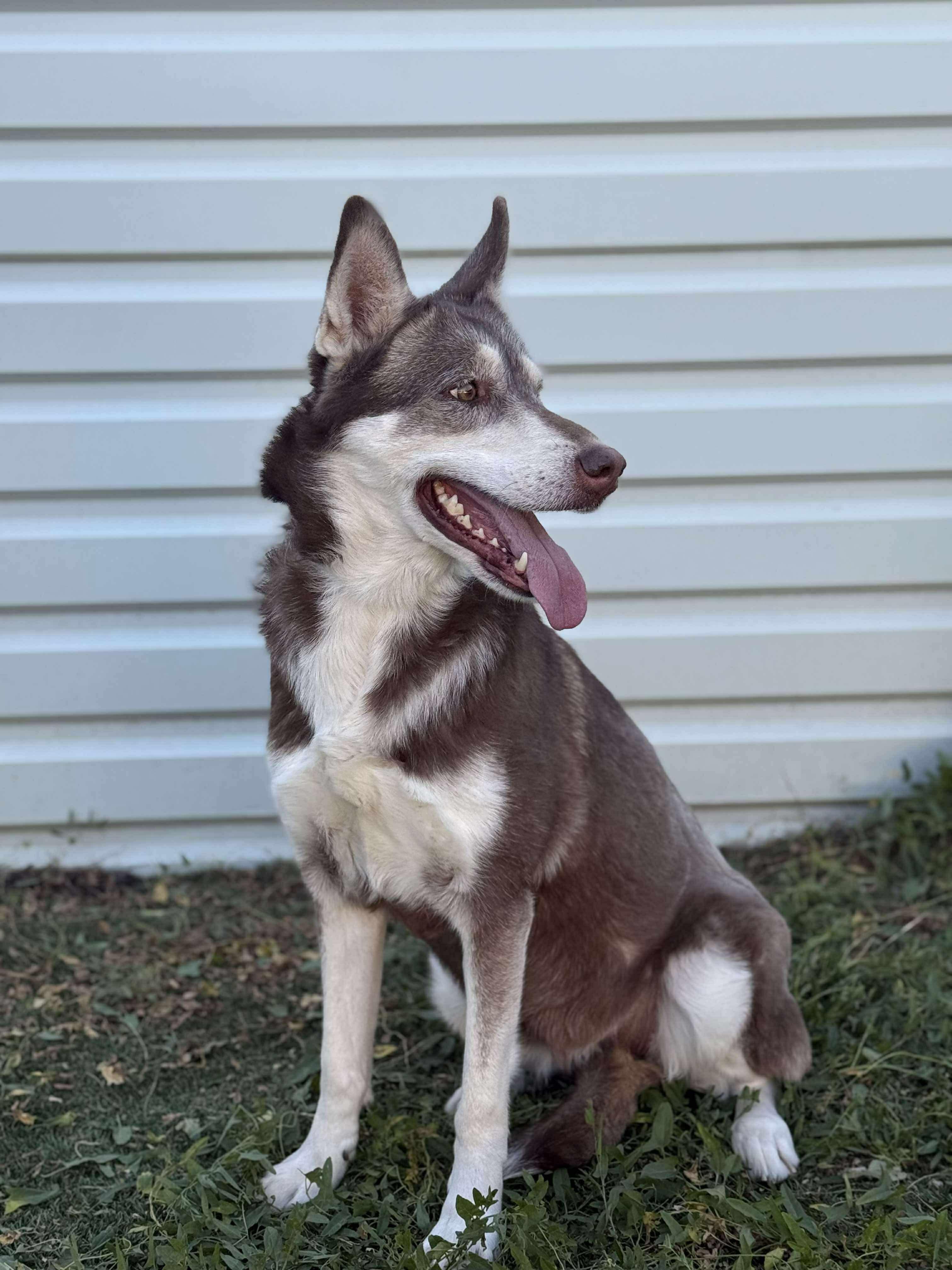 Misha, a Adoptable mixed breed in Seattle, WA image 2/5