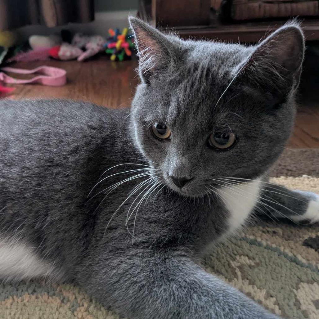 Luca, Adoptable, Kitten Male Domestic Short Hair.