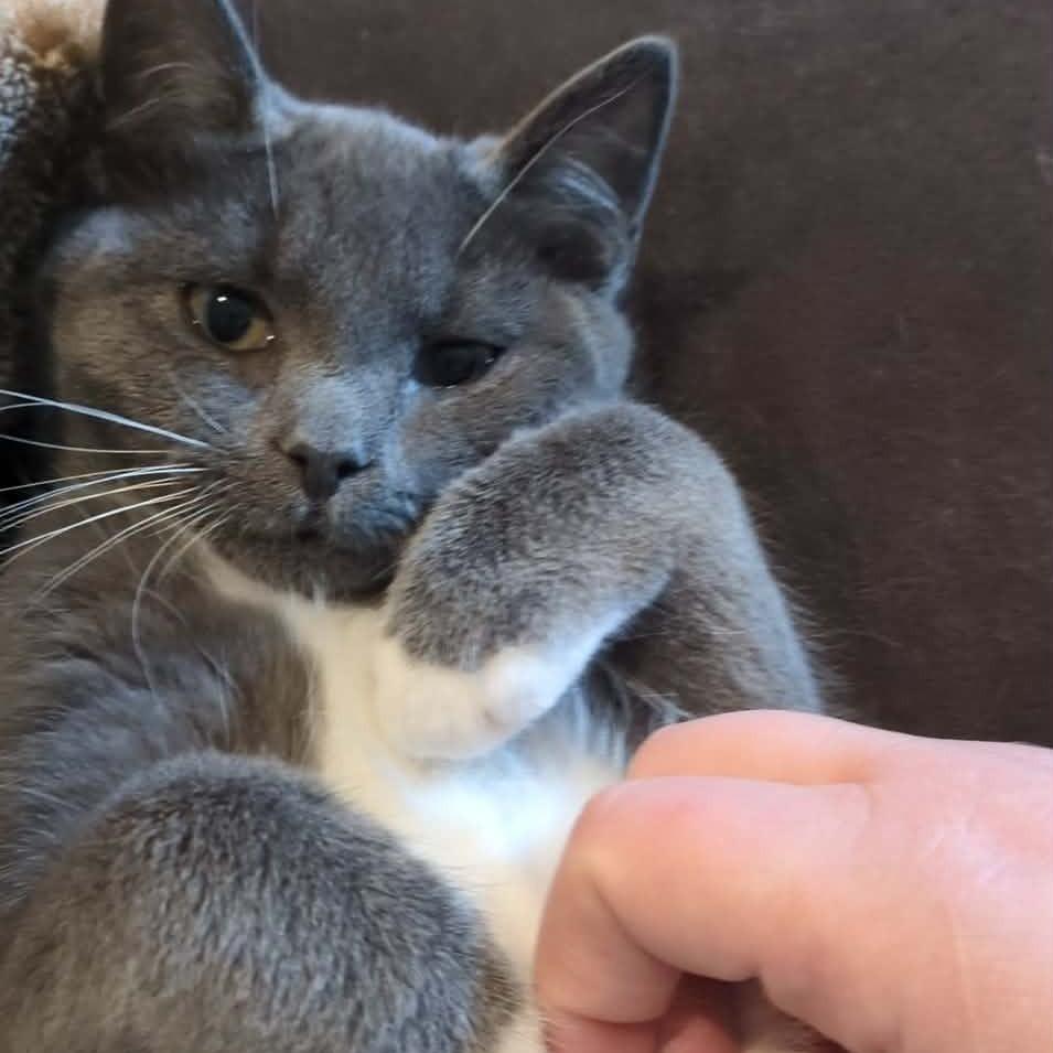 Enlarge Luca, a Adoptable Domestic Short Hair in Jarrettsville, MD image 2/6