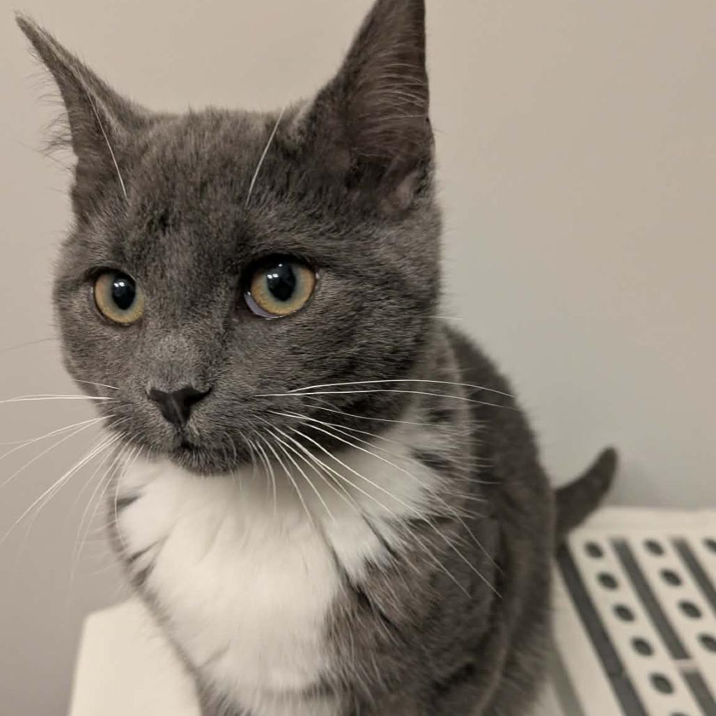 Enlarge Luca, a Adoptable Domestic Short Hair in Jarrettsville, MD image 3/6