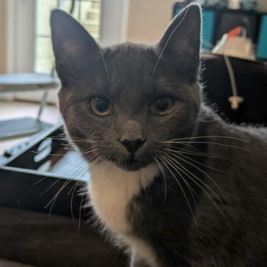 Enlarge Luca, a Adoptable Domestic Short Hair in Jarrettsville, MD image 4/6