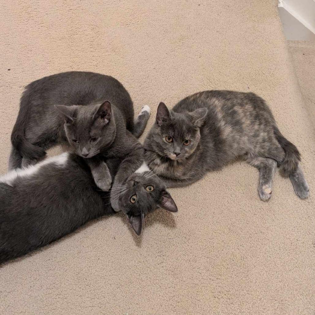 Enlarge Luca, a Adoptable Domestic Short Hair in Jarrettsville, MD image 5/6