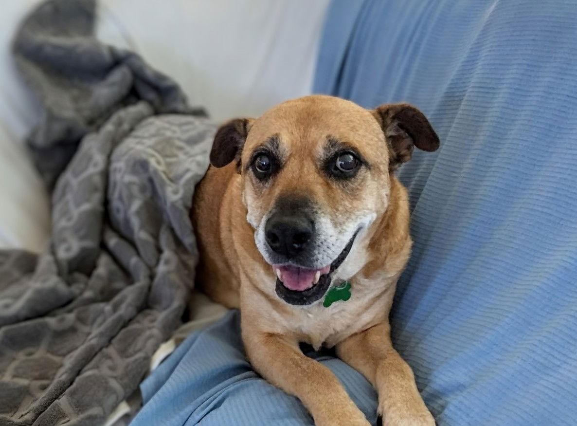 Elle, Adoptable, Senior Female Boxer & Shepherd.