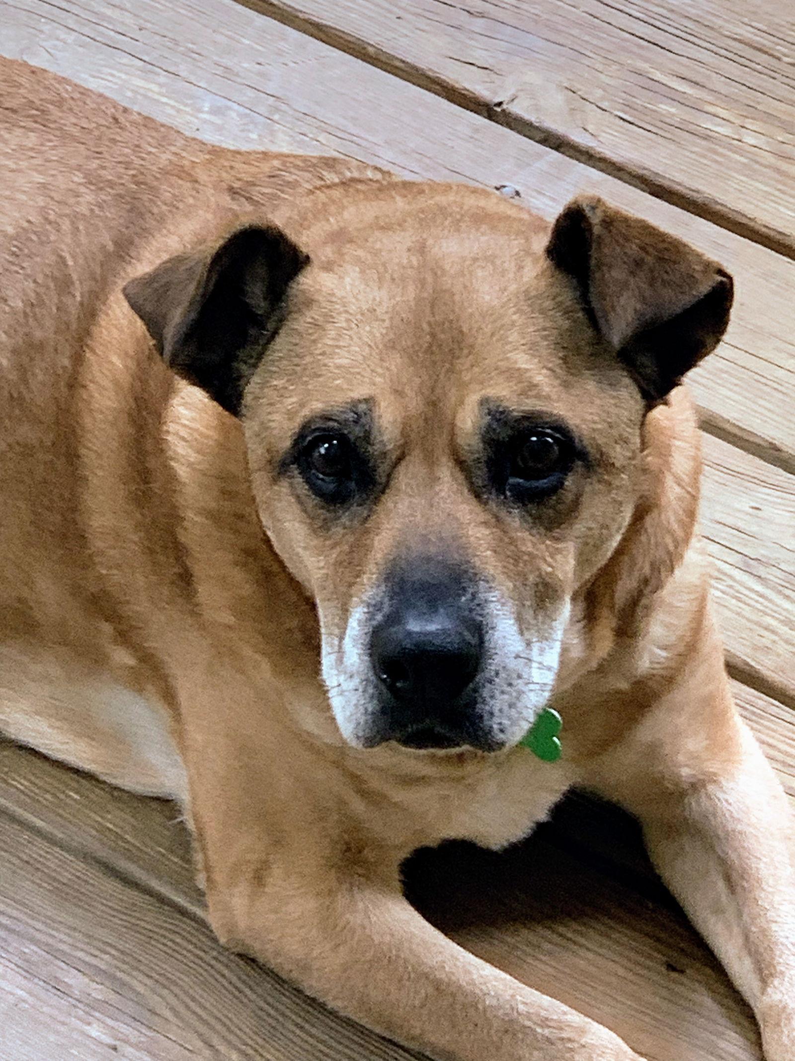 Enlarge Elle, a Adoptable mixed breed in Woodbridge, CT image 2/3