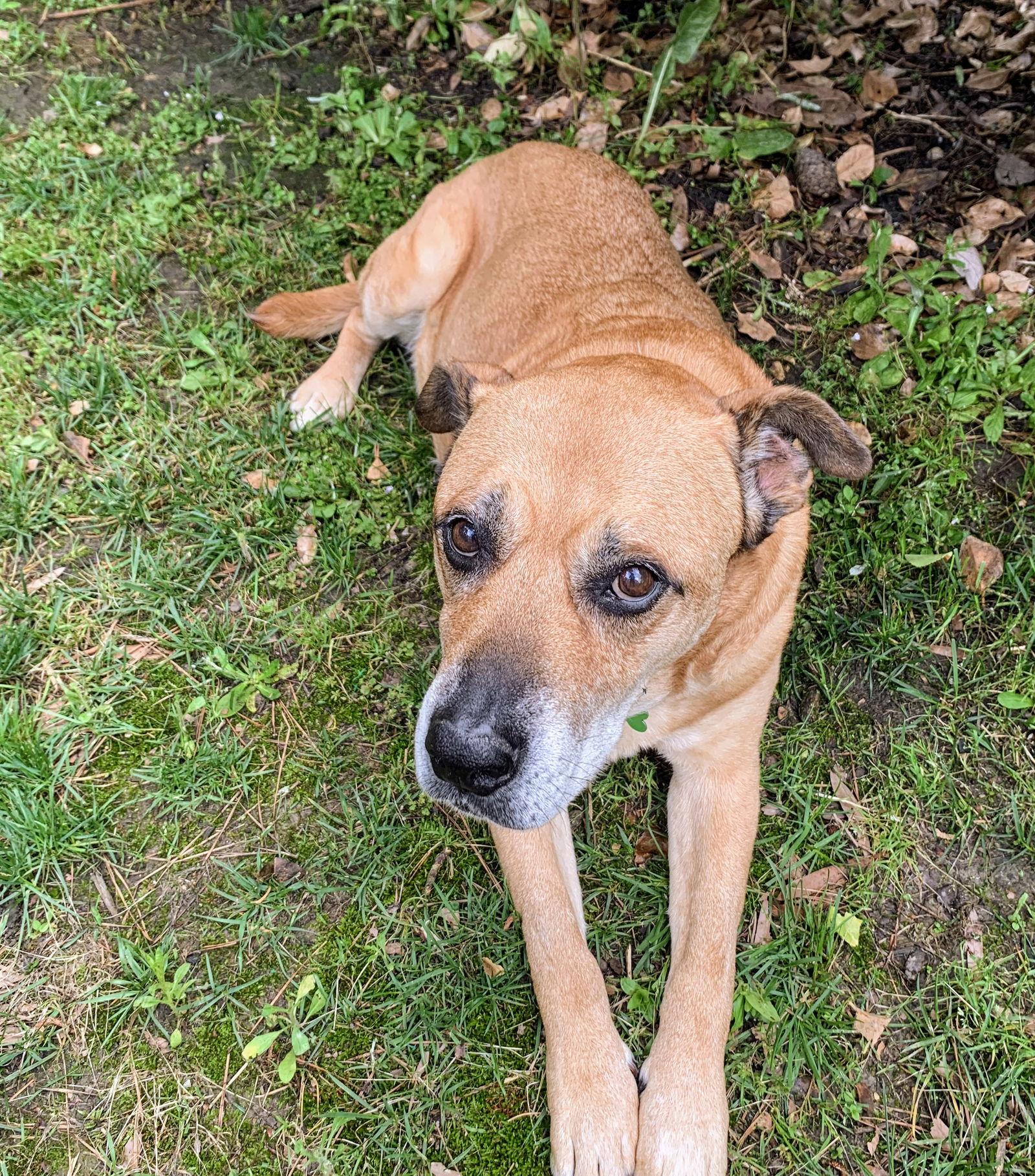 Enlarge Elle, a Adoptable mixed breed in Woodbridge, CT image 3/3