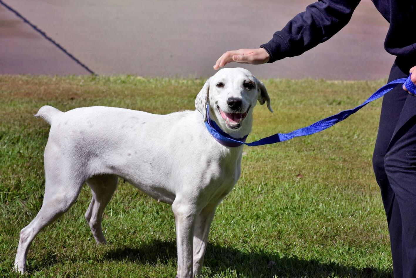 Enlarge Perdita, a Adoptable mixed breed image 1/2