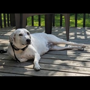 Perdie, a Adoptable mixed breed in Monticello, MN image 4/5