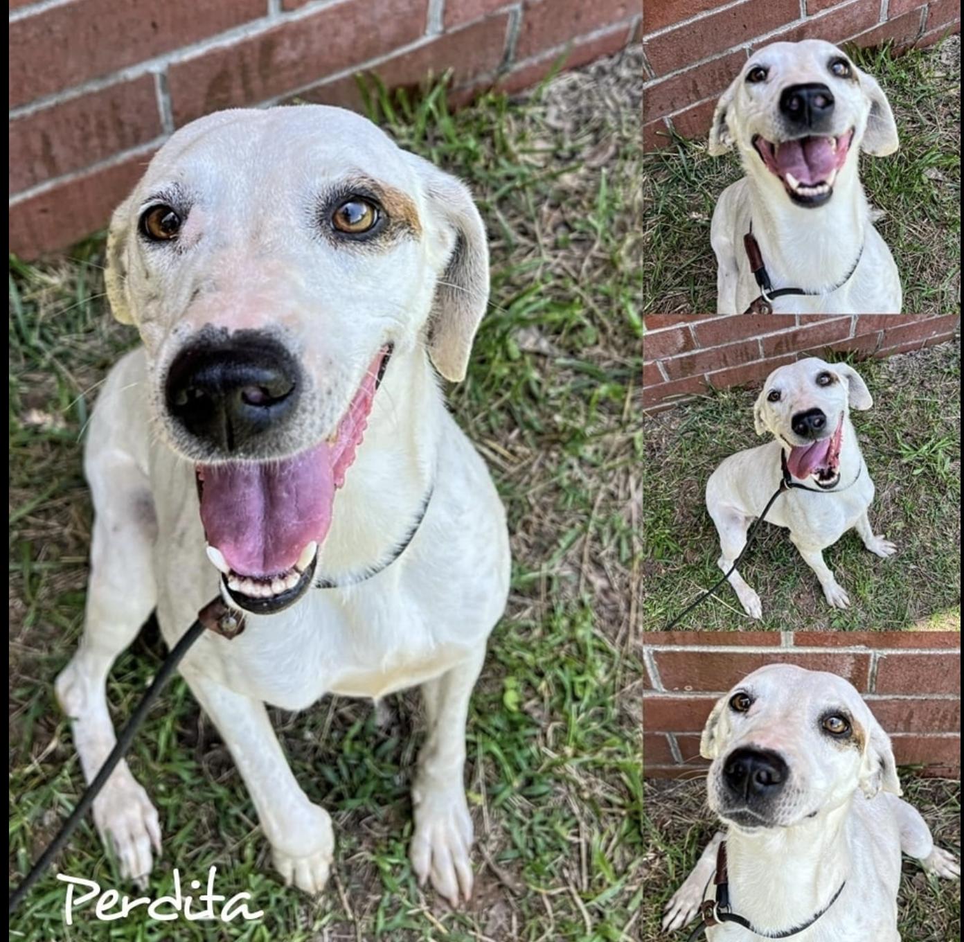 Enlarge Perdita, a Adoptable mixed breed image 2/2