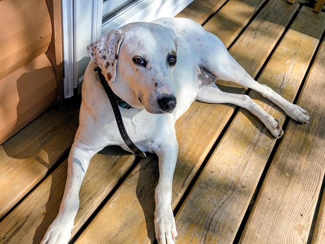 Perdie, a Adoptable mixed breed in Monticello, MN image 5/5