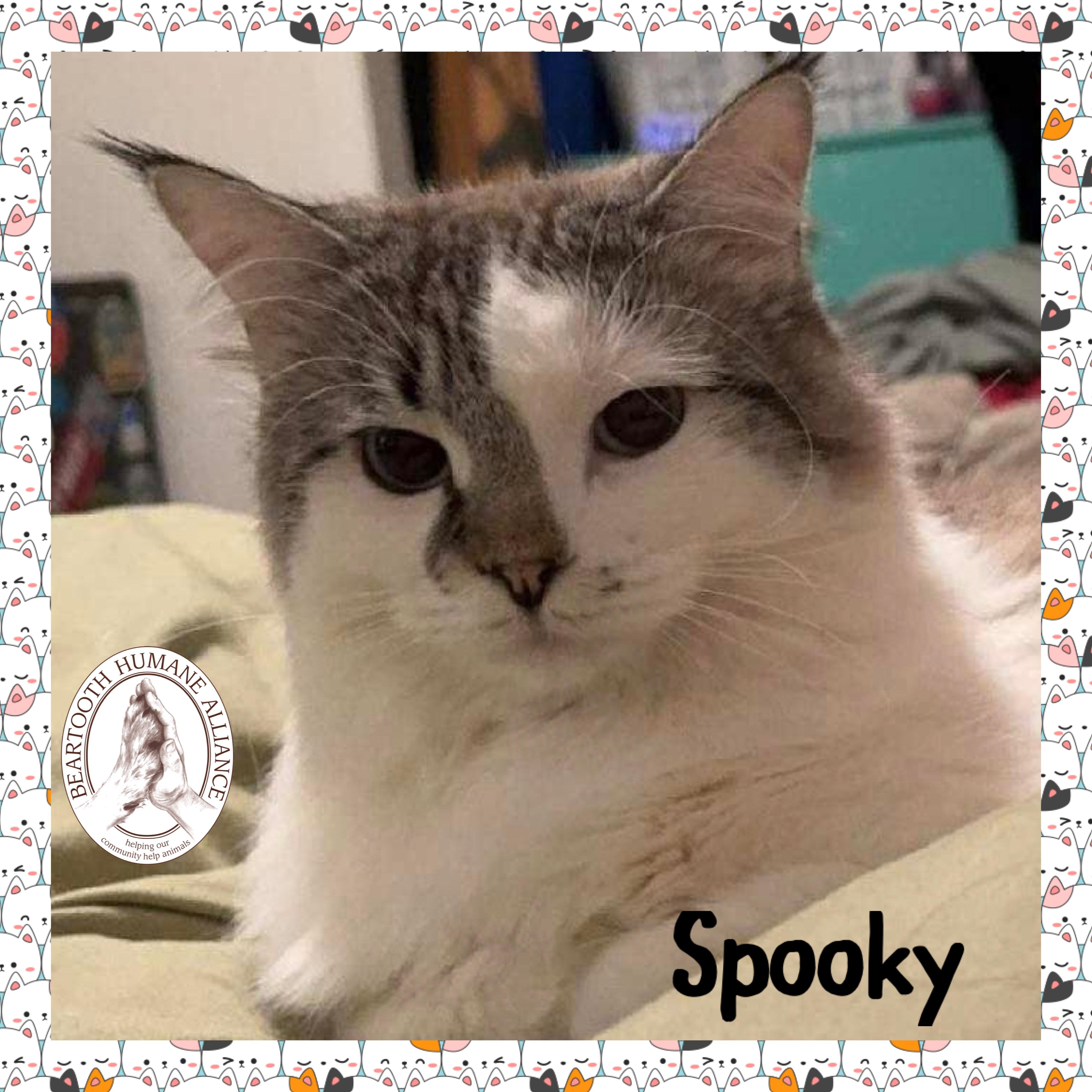 Spooky, an adoptable Domestic Long Hair in Red Lodge, MT, 59068 | Photo Image 1
