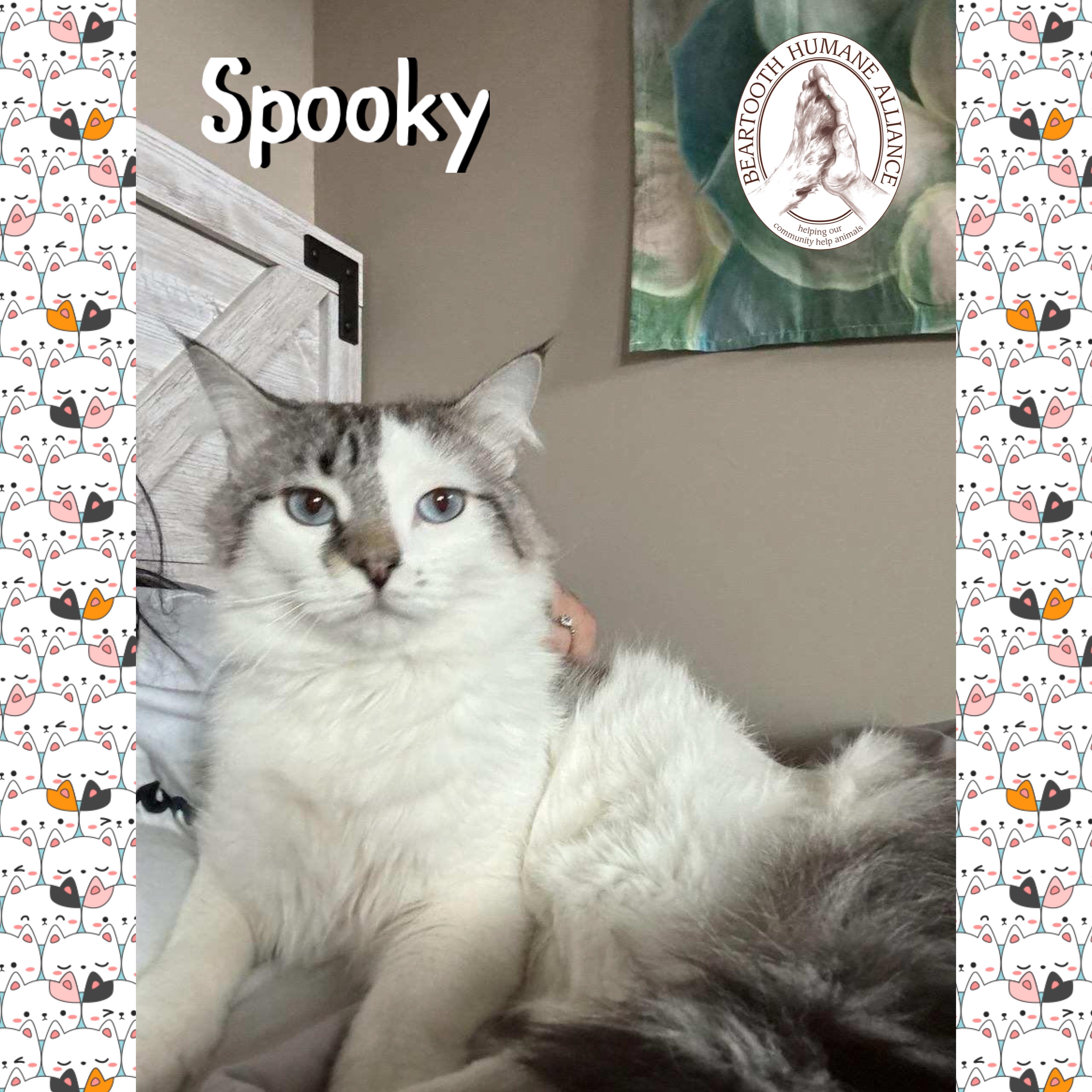 Spooky, an adoptable Domestic Long Hair in Red Lodge, MT, 59068 | Photo Image 2