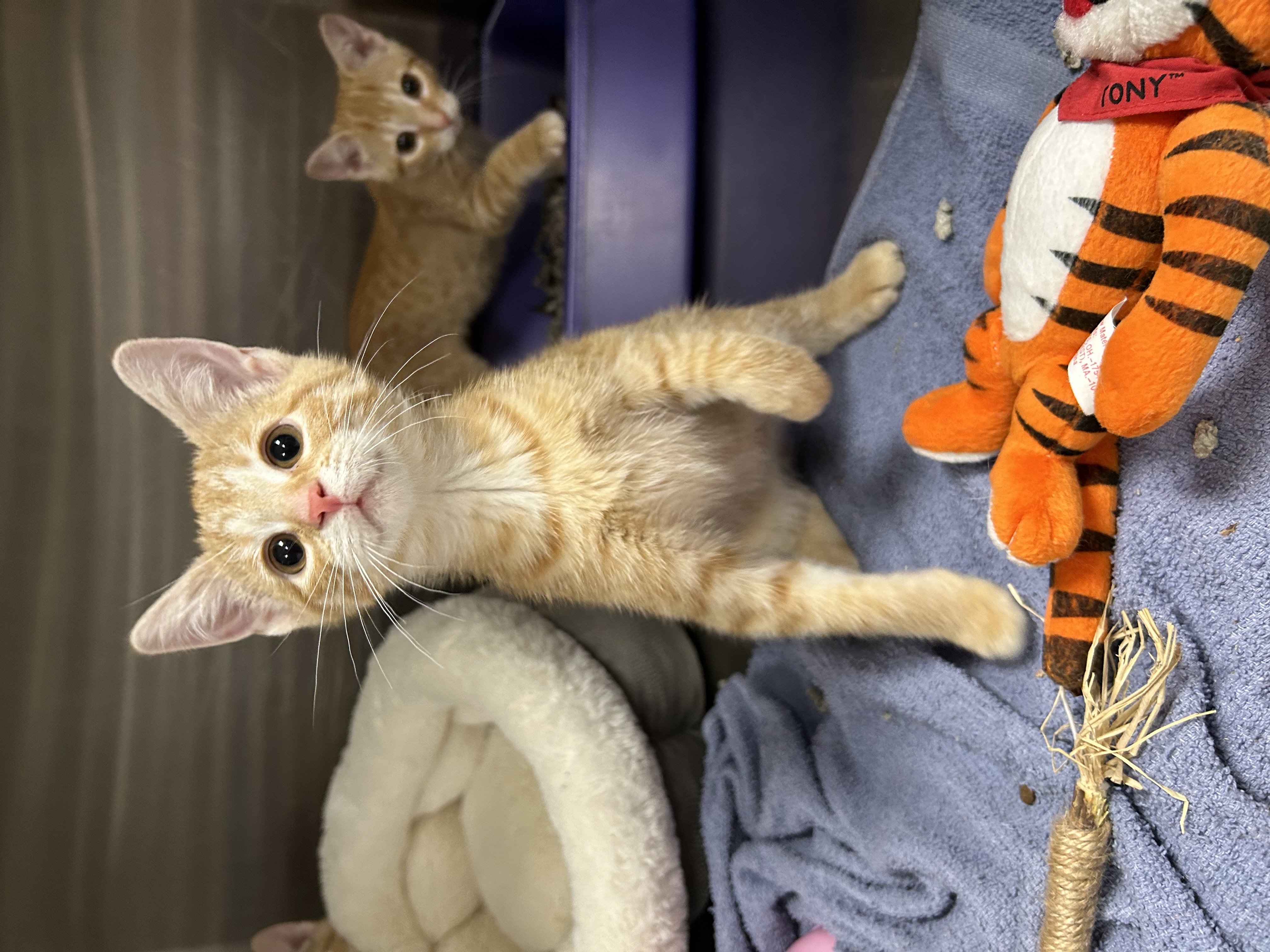 Cat for adoption Pumpkin, a Domestic Short Hair in La Grange Park, IL