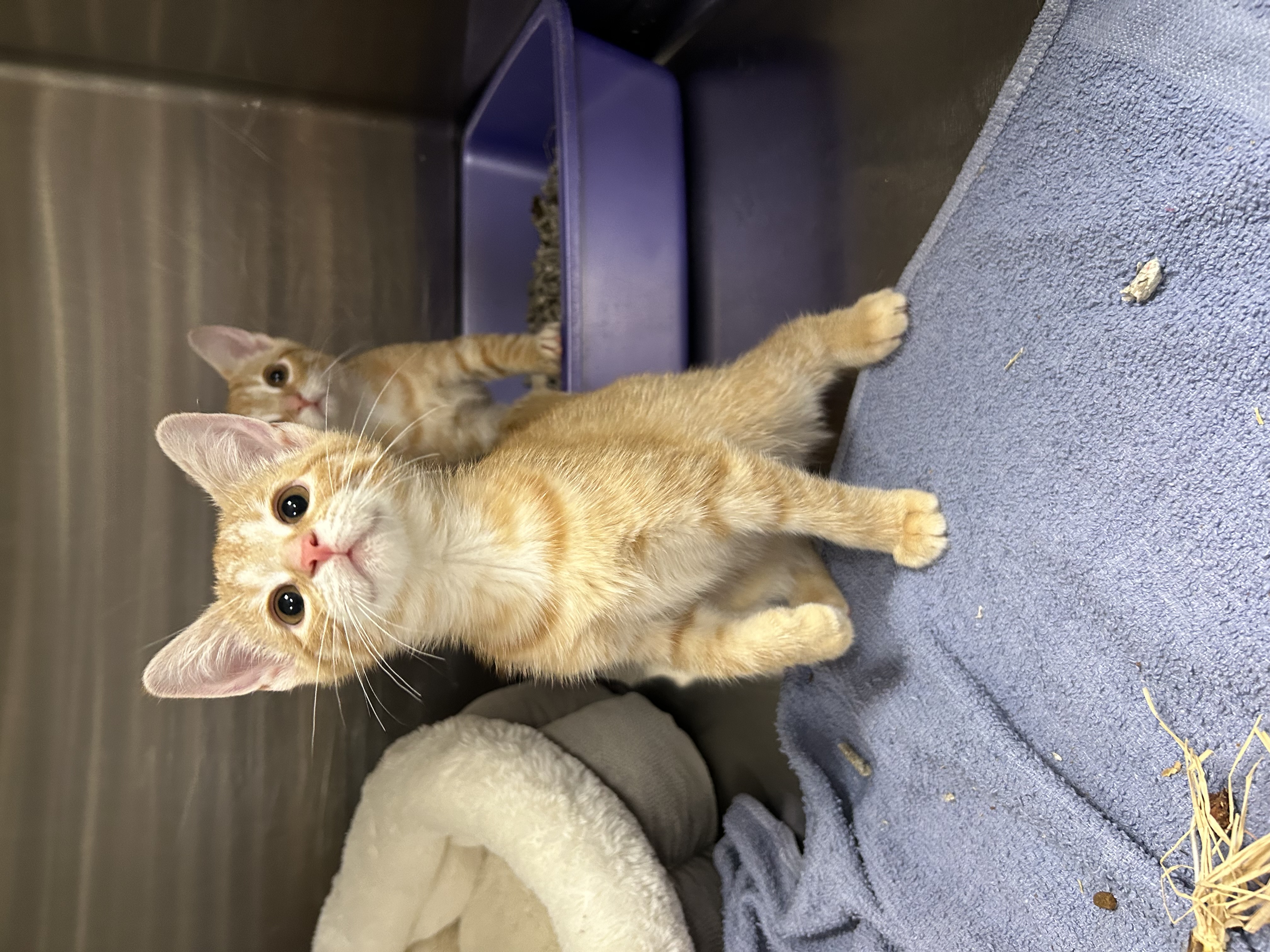 Cat for adoption Pumpkin, a Domestic Short Hair in La Grange Park, IL