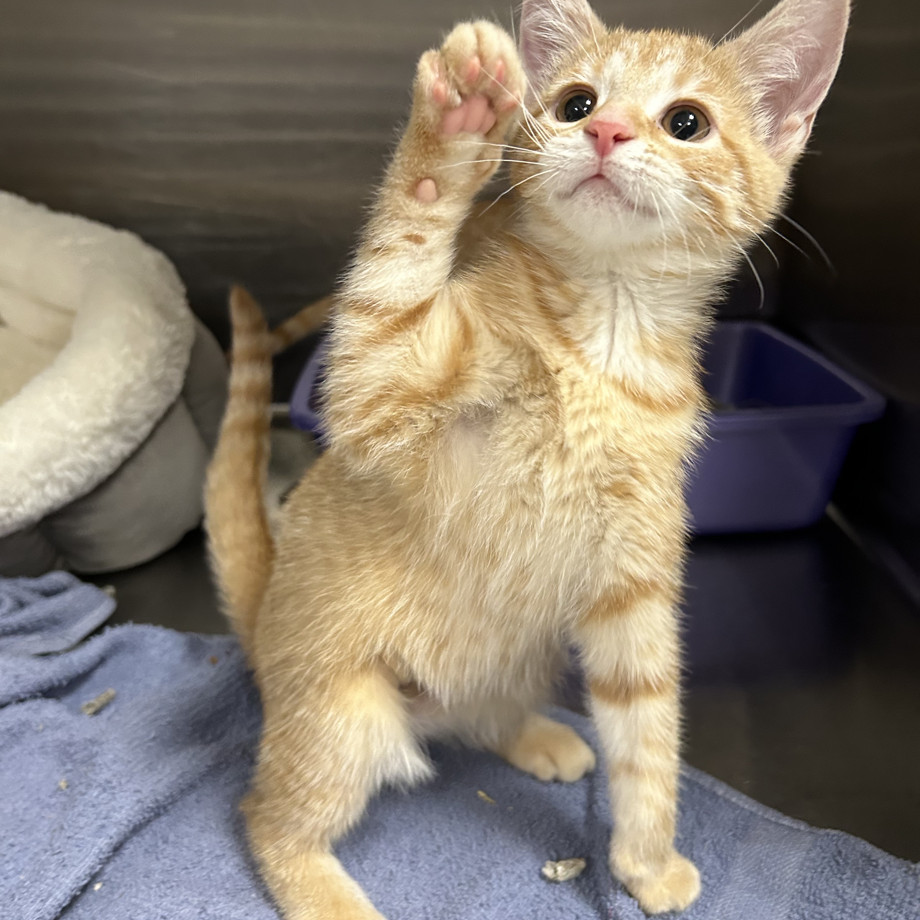 Cat for adoption Pumpkin, a Domestic Short Hair in La Grange Park, IL