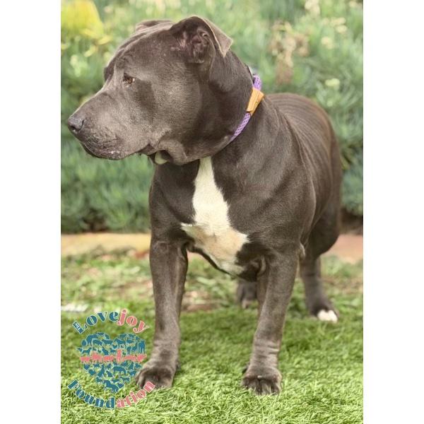 Enlarge Koda MB, a ADOPTABLE mixed breed in Inglewood, CA image 2/2