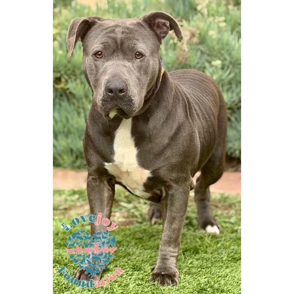 Koda MB, ADOPTABLE, Senior Female Pit Bull Terrier.