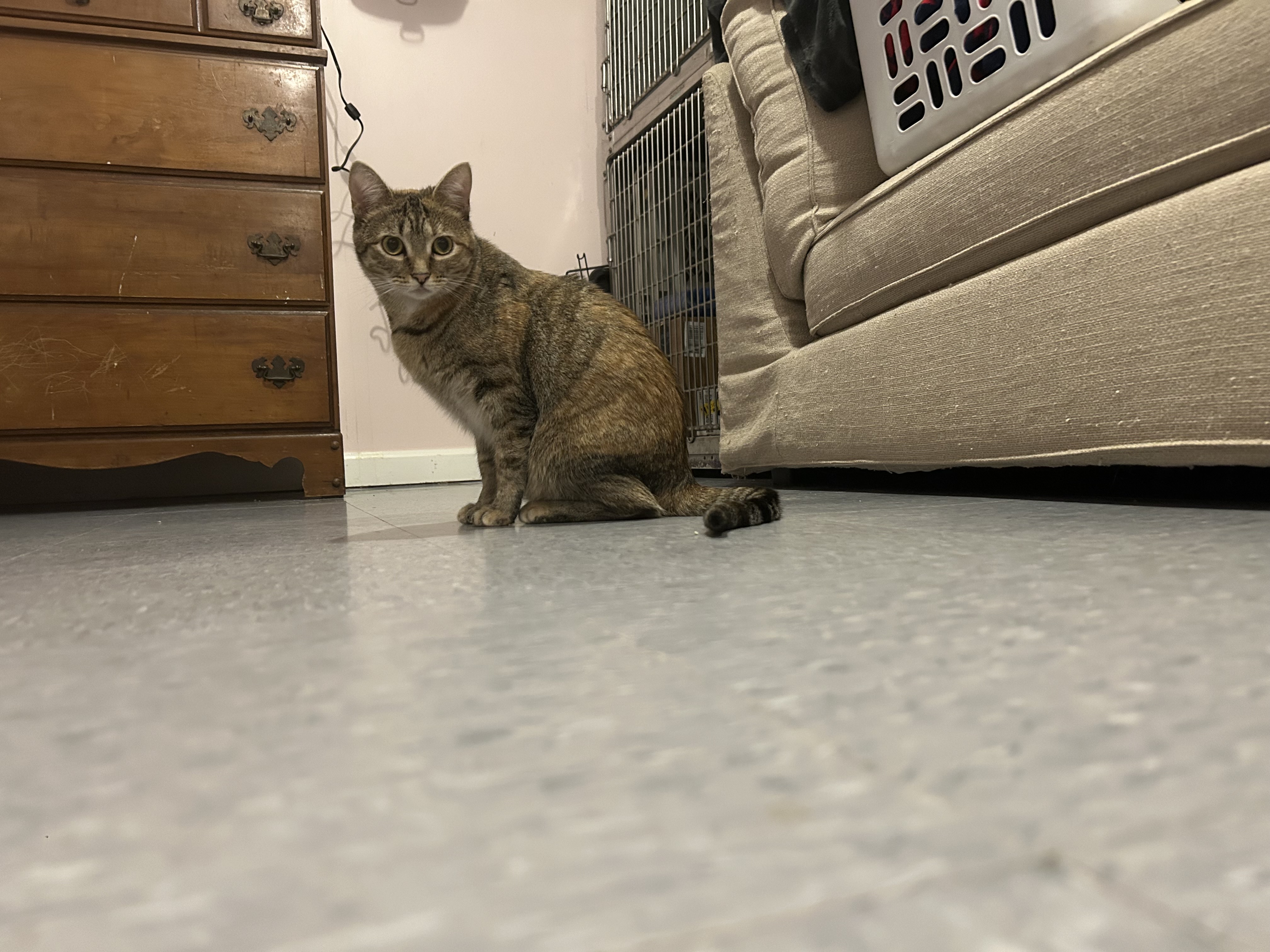 Enlarge Aurora, a Adoptable Domestic Short Hair in Chesapeake Beach, MD image 5/6