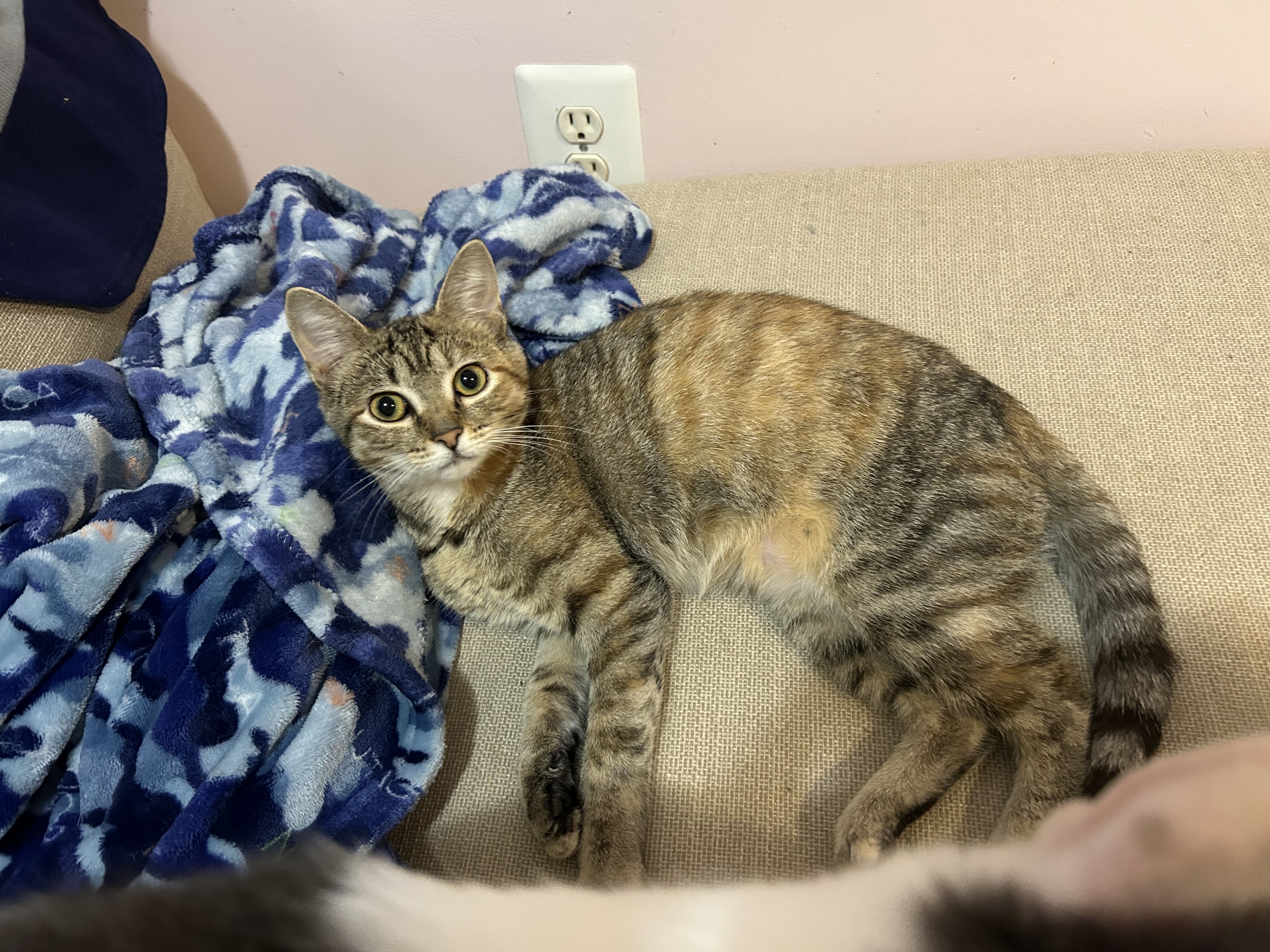 Enlarge Aurora, a Adoptable Domestic Short Hair in Chesapeake Beach, MD image 1/6