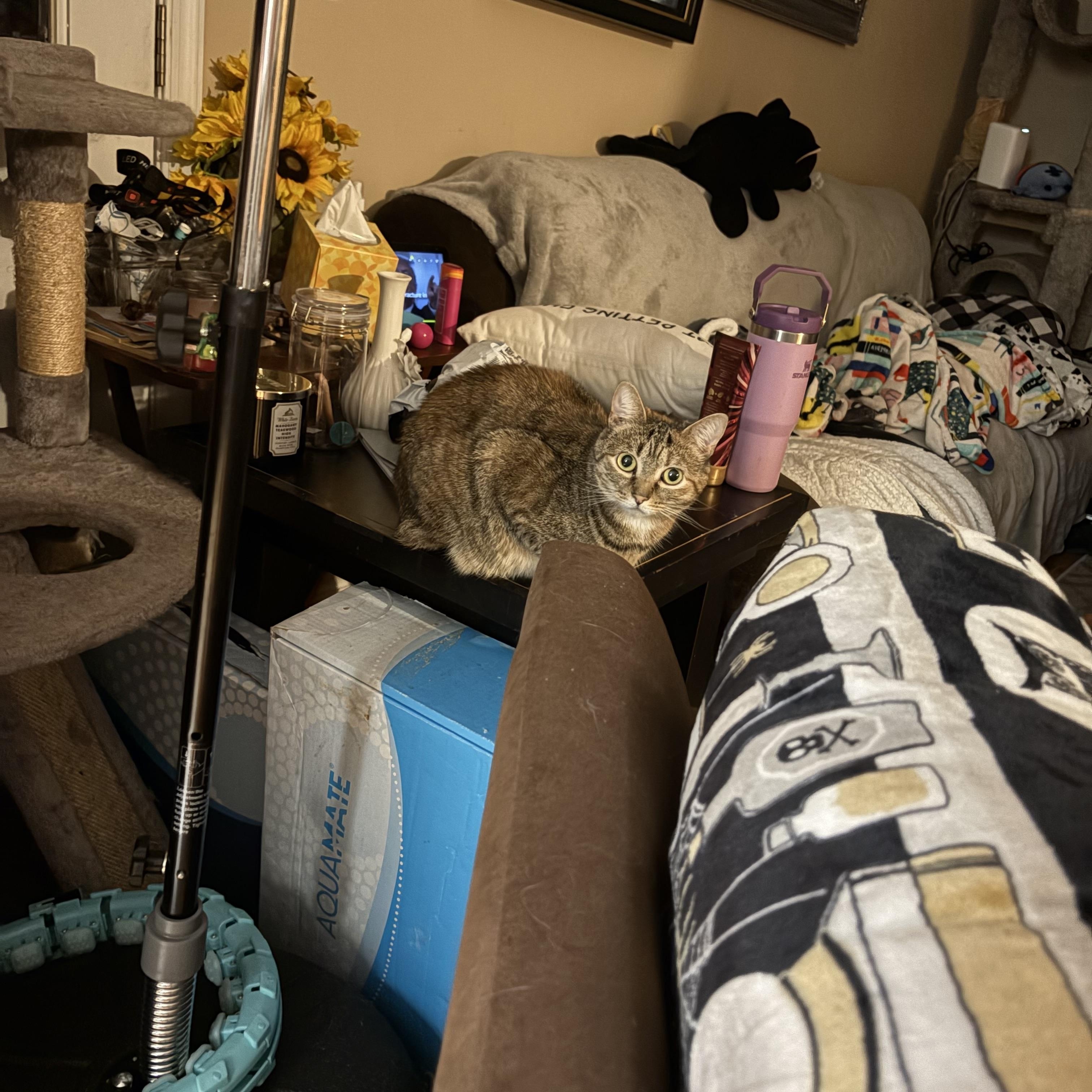 Enlarge Aurora, a Adoptable Domestic Short Hair in Chesapeake Beach, MD image 4/6