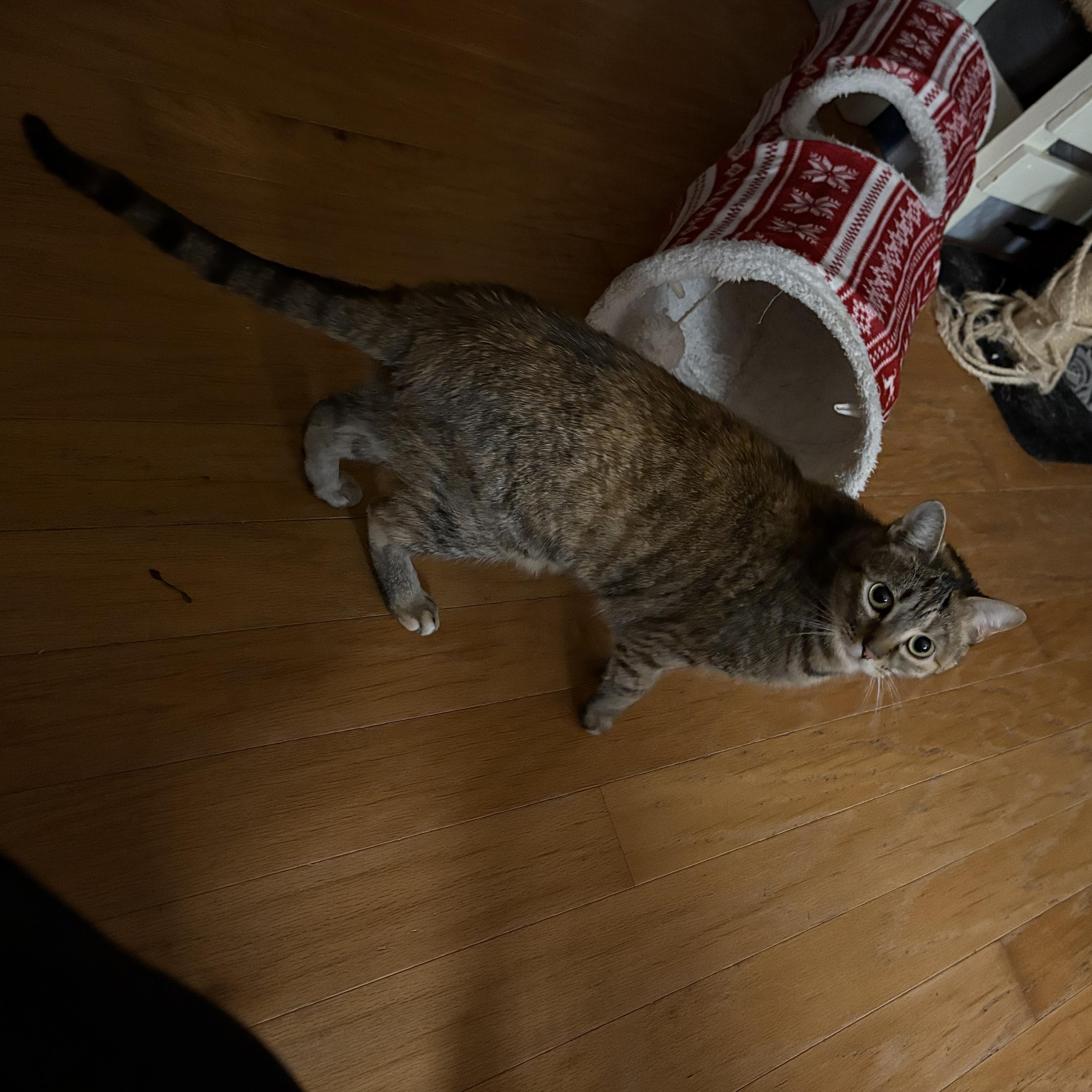 Enlarge Aurora, a Adoptable Domestic Short Hair in Chesapeake Beach, MD image 6/6