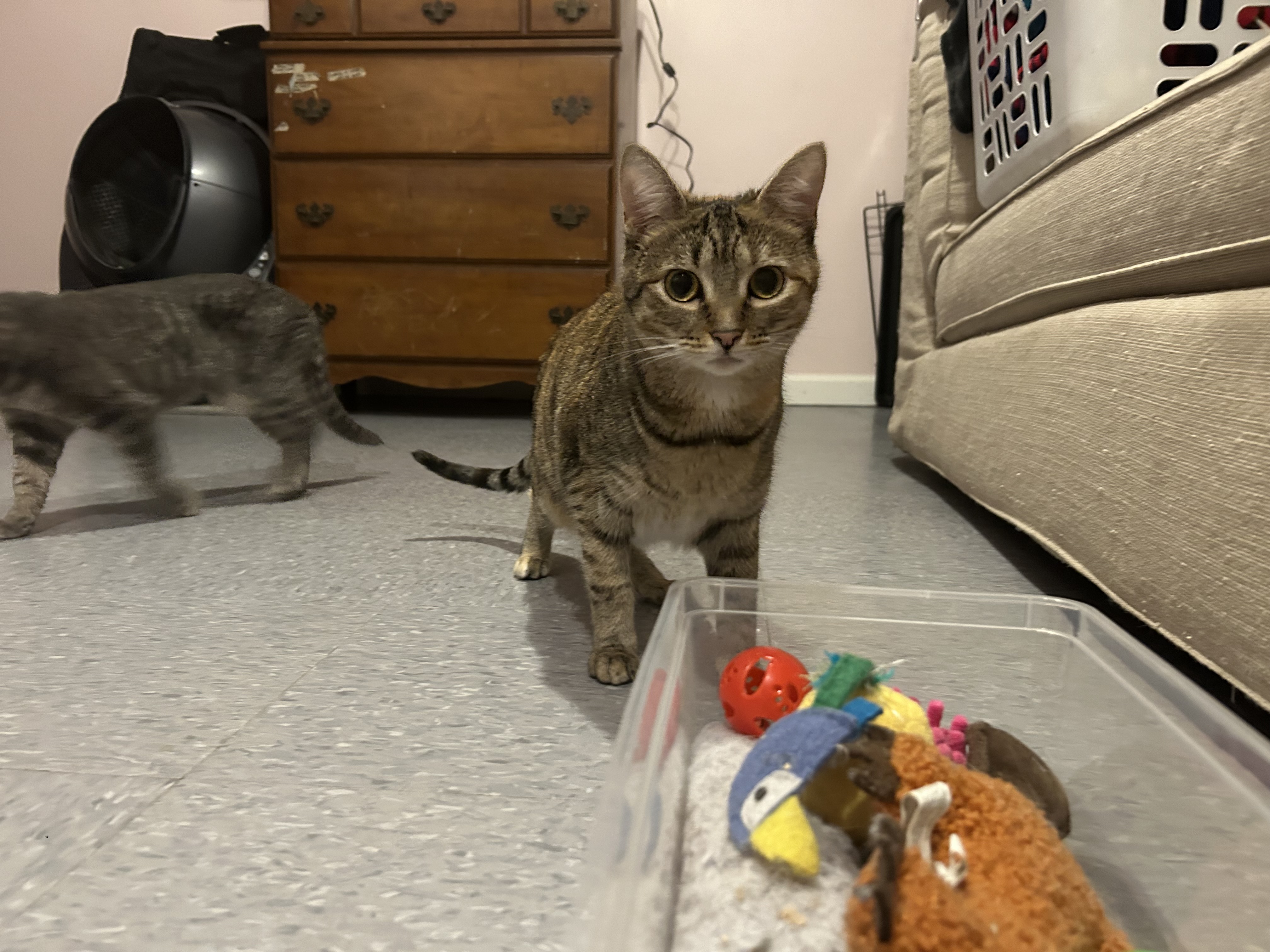 Enlarge Aurora, a Adoptable Domestic Short Hair in Chesapeake Beach, MD image 2/6