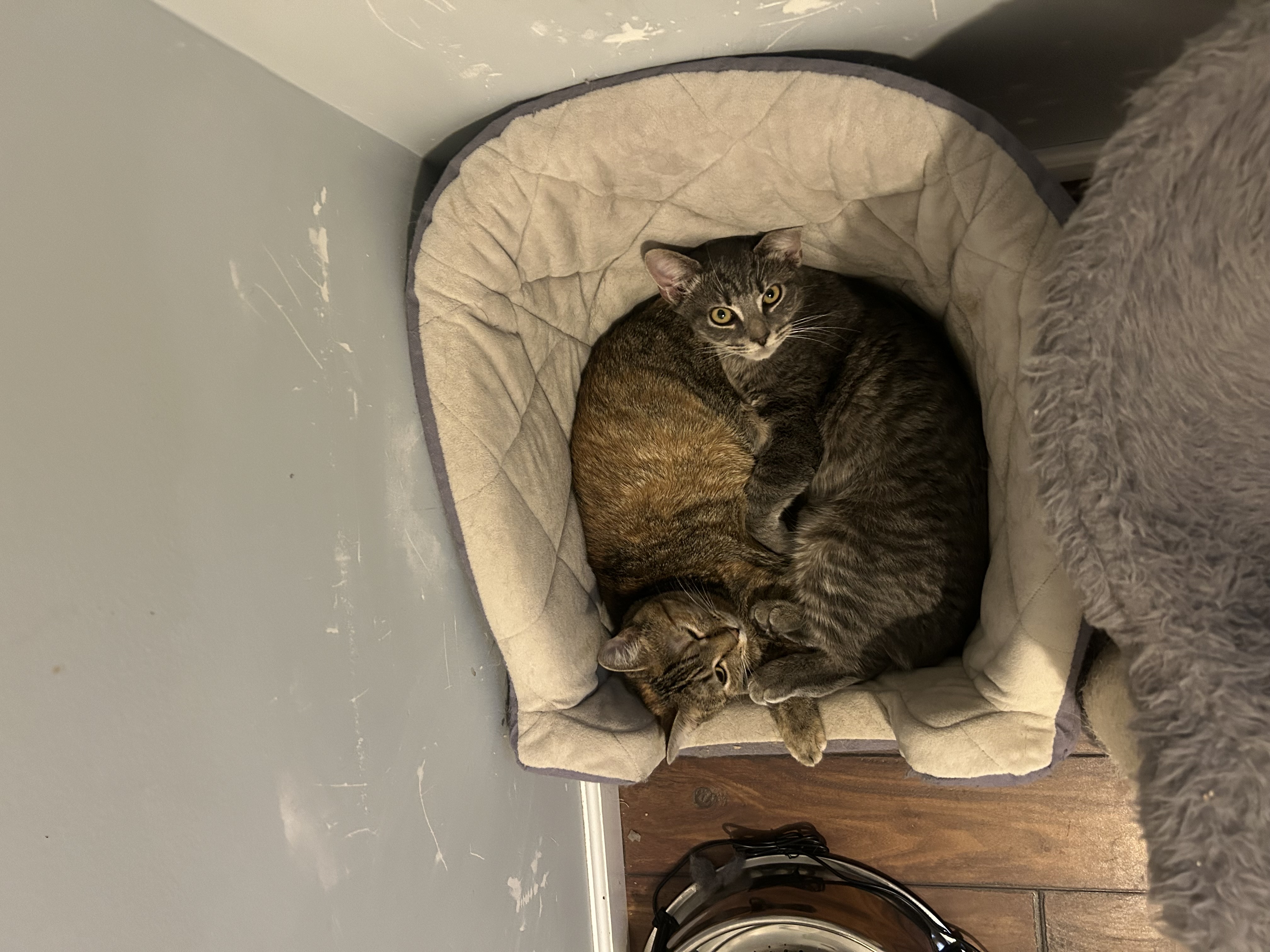 Enlarge Aurora, a Adoptable Domestic Short Hair in Chesapeake Beach, MD image 6/6