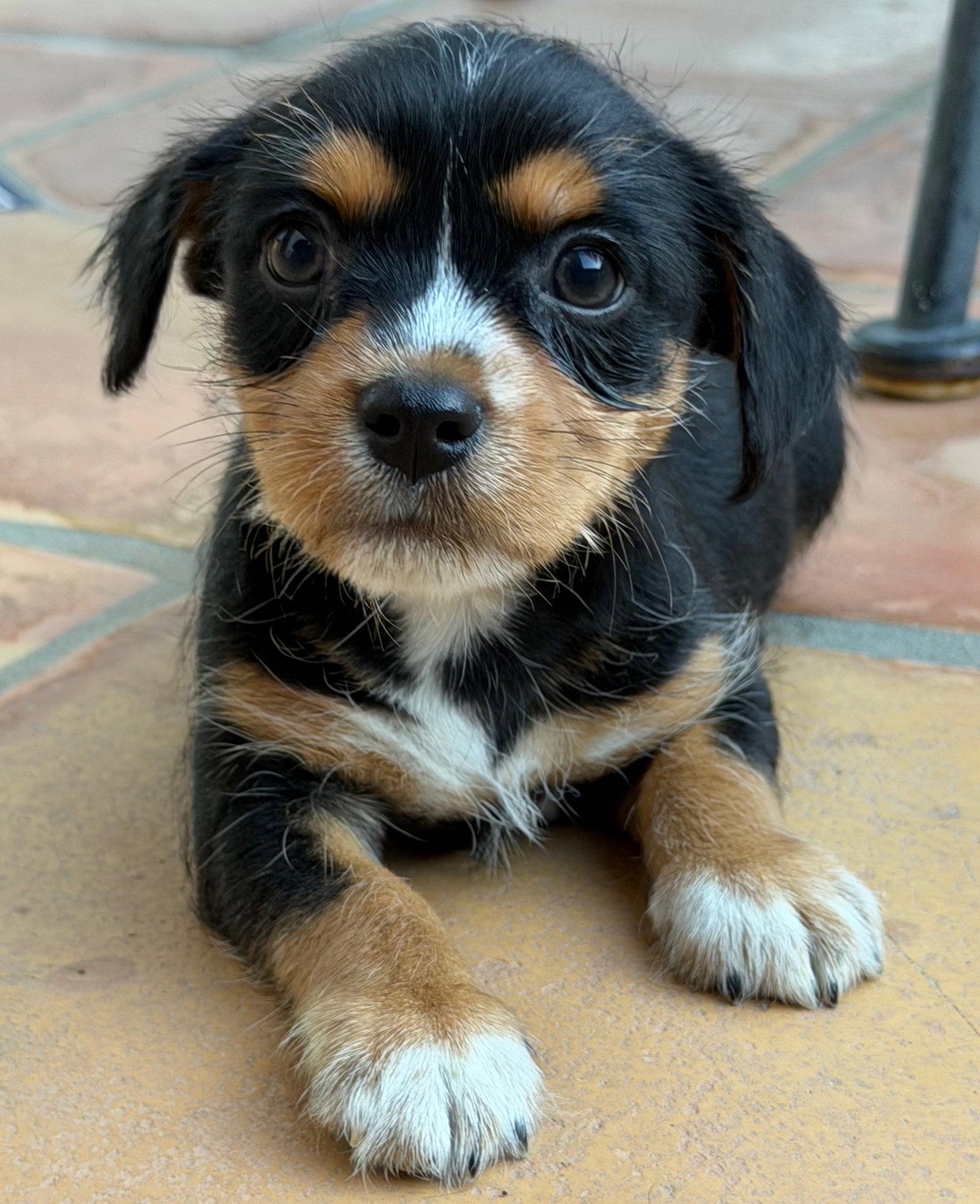 Forest, a Adoptable Terrier in Capistrano Beach, CA image 1/3