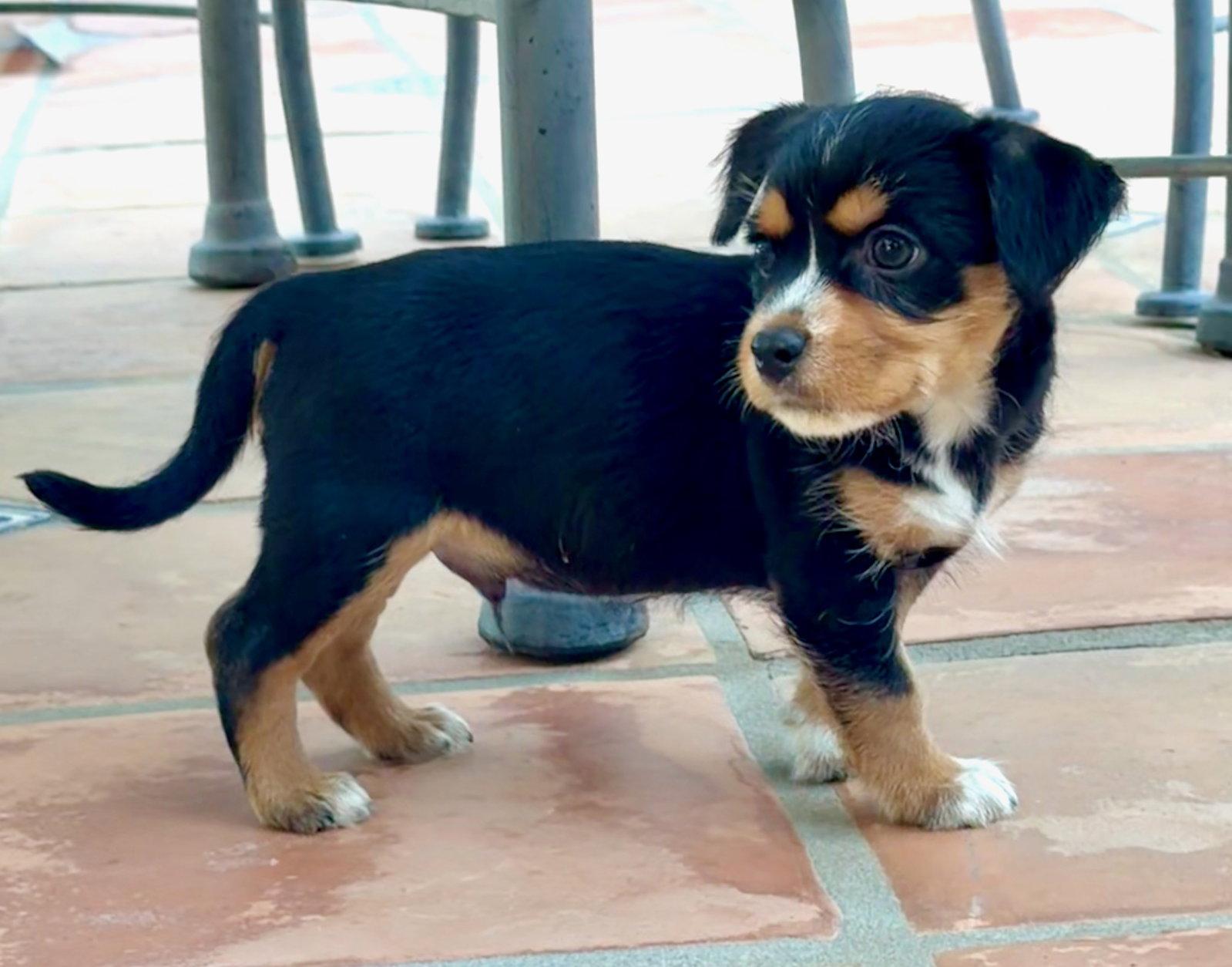 Forest, a Adoptable Terrier in Capistrano Beach, CA image 3/3