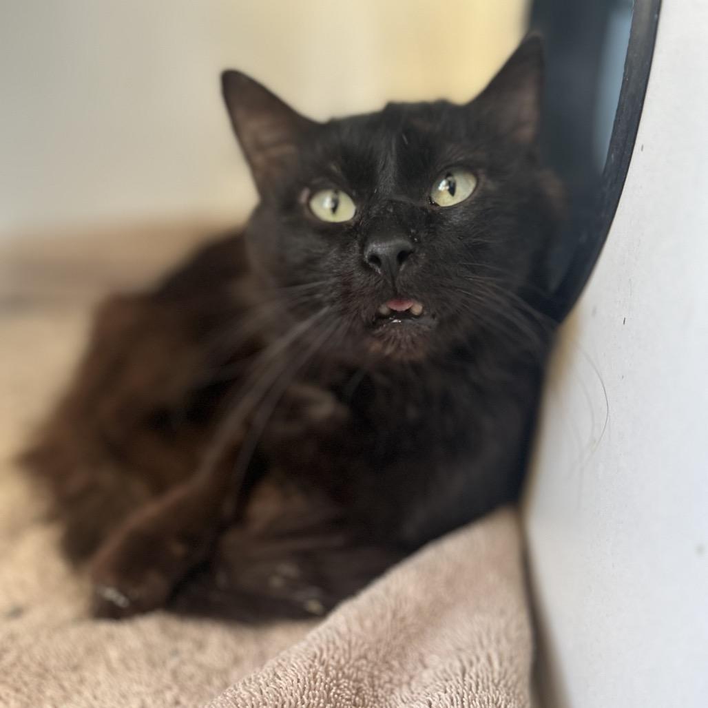 Jesse, Adoptable, Adult Male Domestic Long Hair.