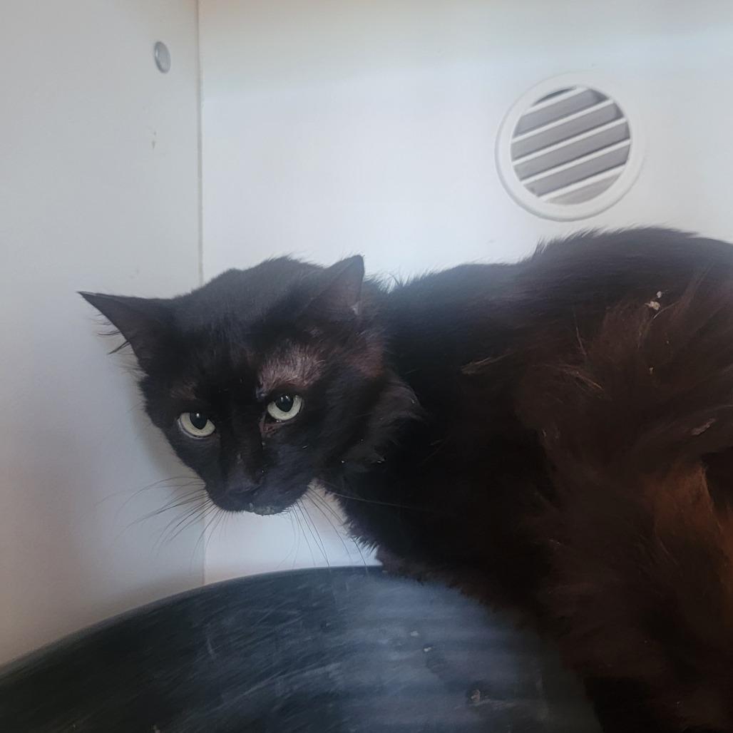 Enlarge Jesse, a Adoptable Domestic Long Hair in Troy, IL image 2/2