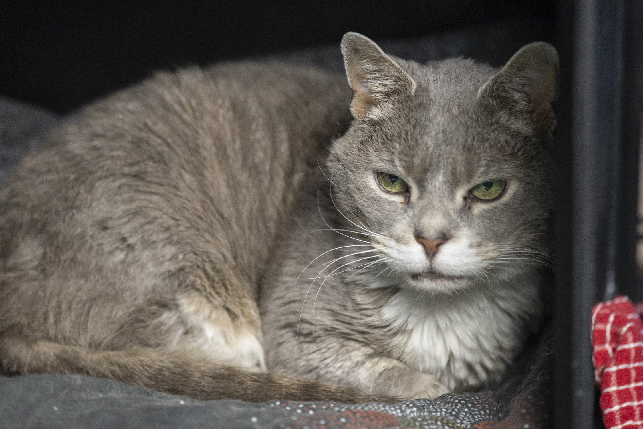 Barney, a Adoptable Domestic Short Hair image 1/2