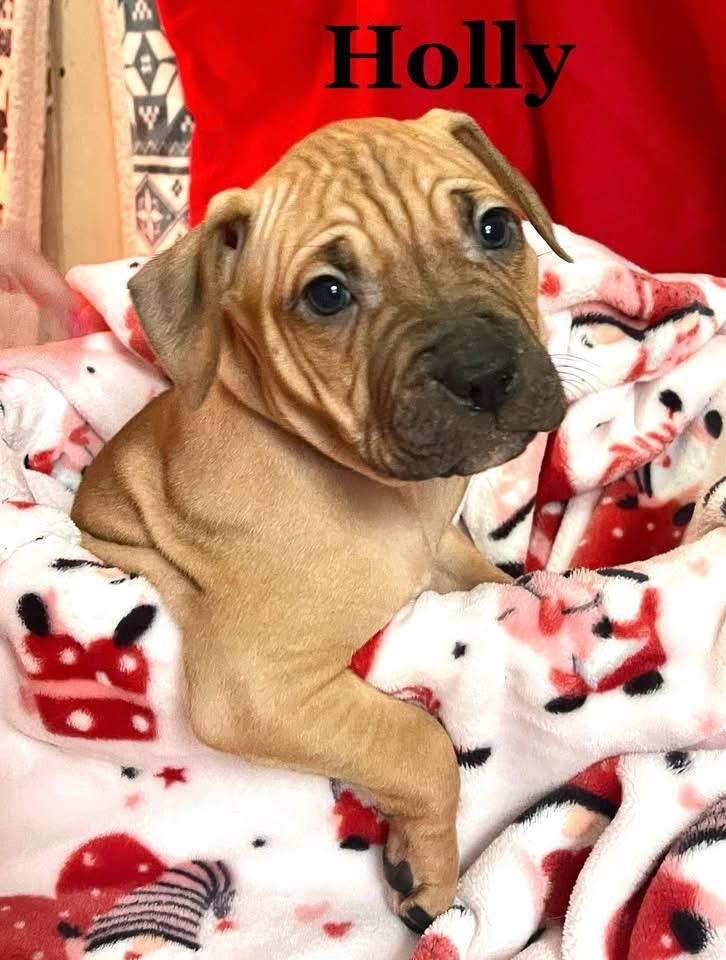 Holly, Adoptable, Puppy Female Mixed Breed.