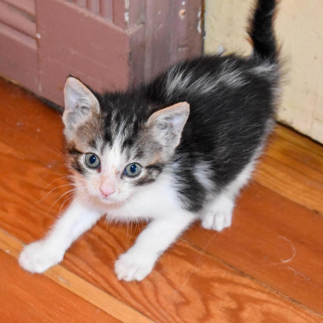 Enlarge Maple, a Adoptable Domestic Short Hair in Morgan Hill, CA image 3/5