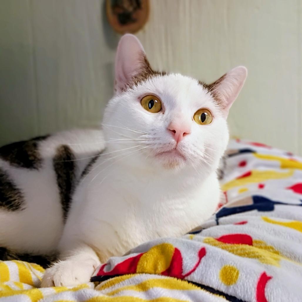 Oscar, Adoptable, Young Male Domestic Short Hair.