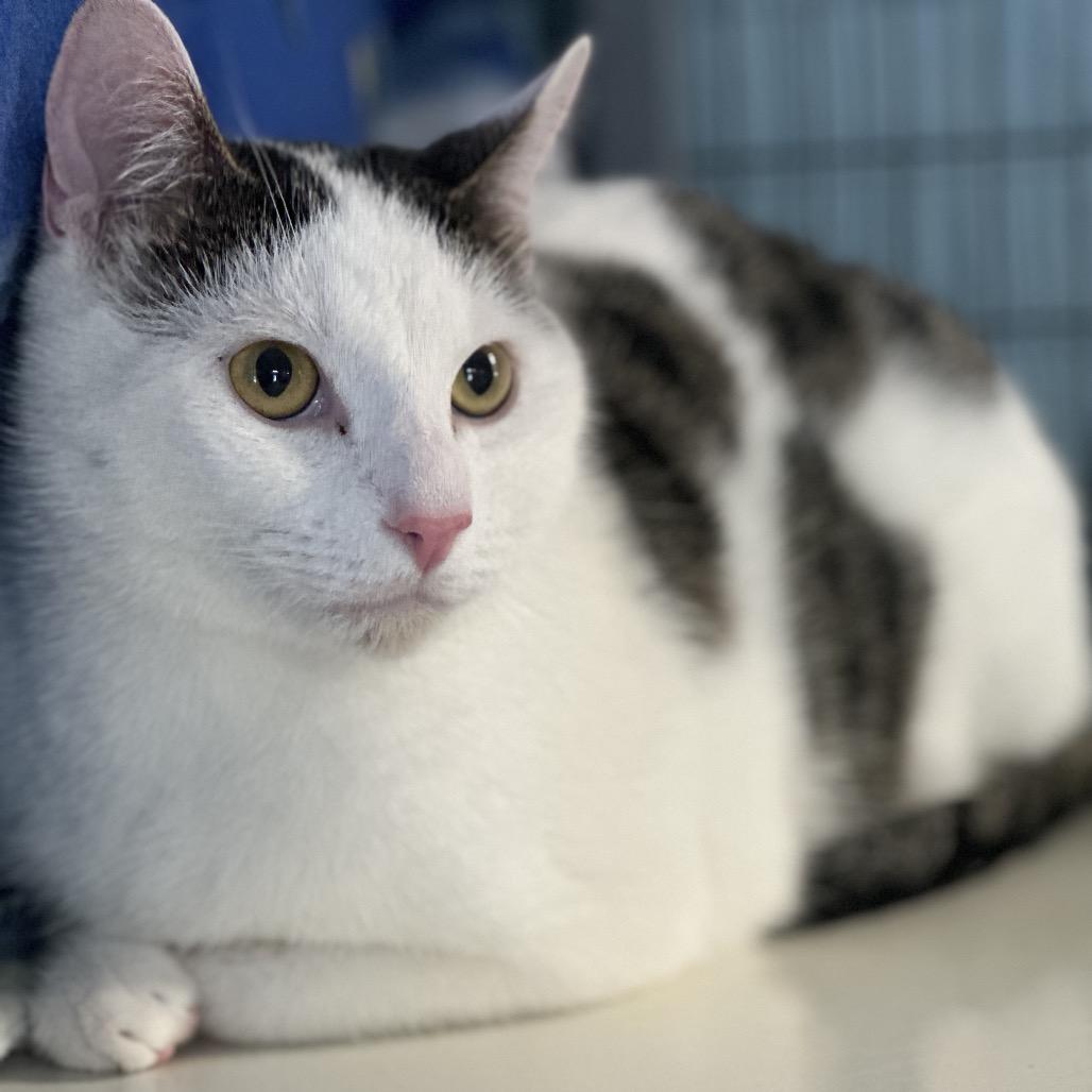 Enlarge Oscar, a Adoptable Domestic Short Hair in Clarksville, AR image 2/3