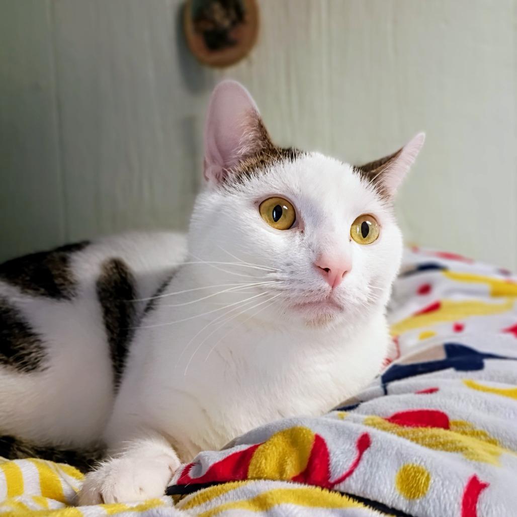 Enlarge Oscar, a Adoptable Domestic Short Hair in Clarksville, AR image 3/3