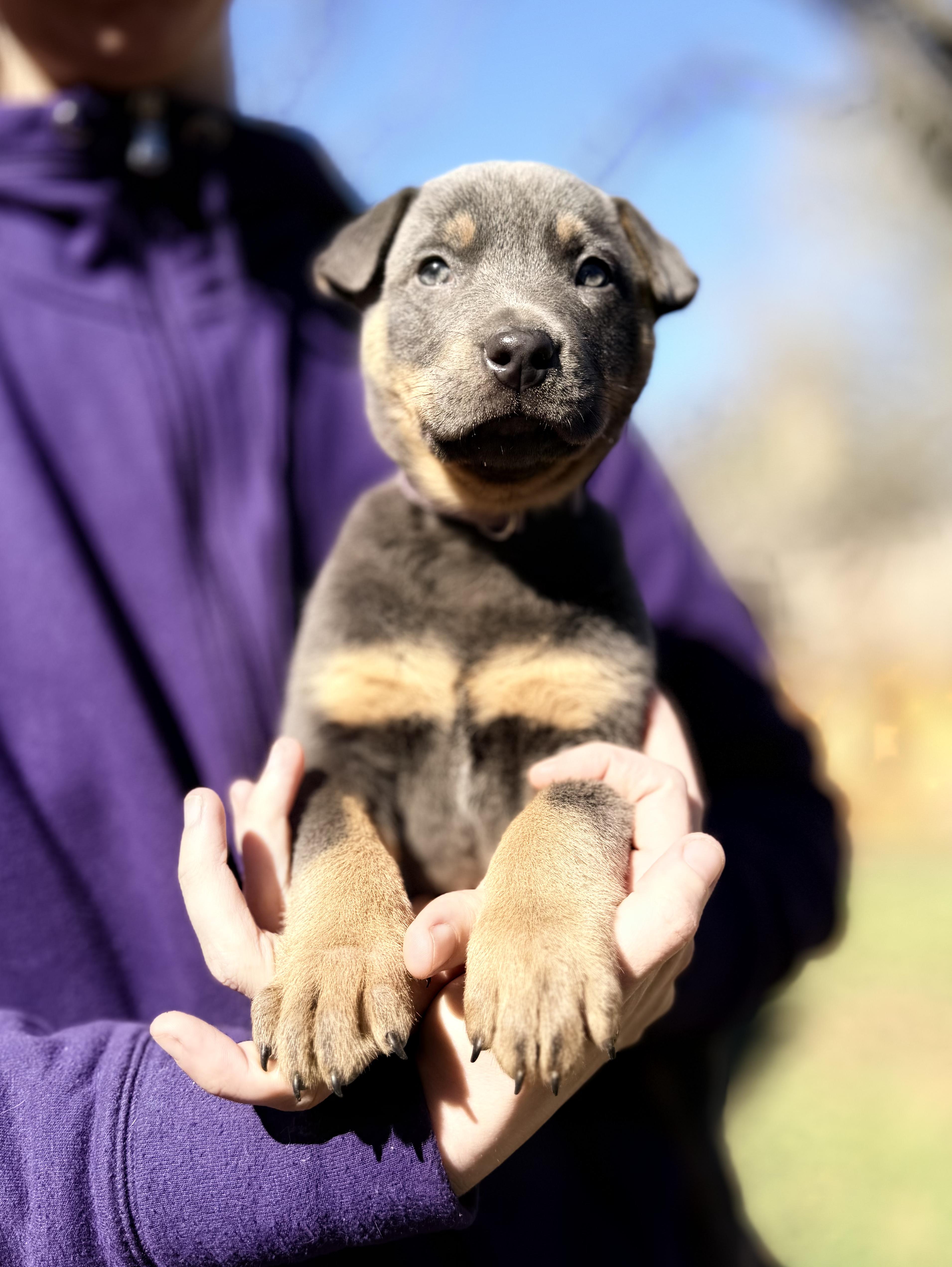 Abby, adopted, Puppy Female Australian Cattle Dog / Blue Heeler & American Staffordshire Terrier.