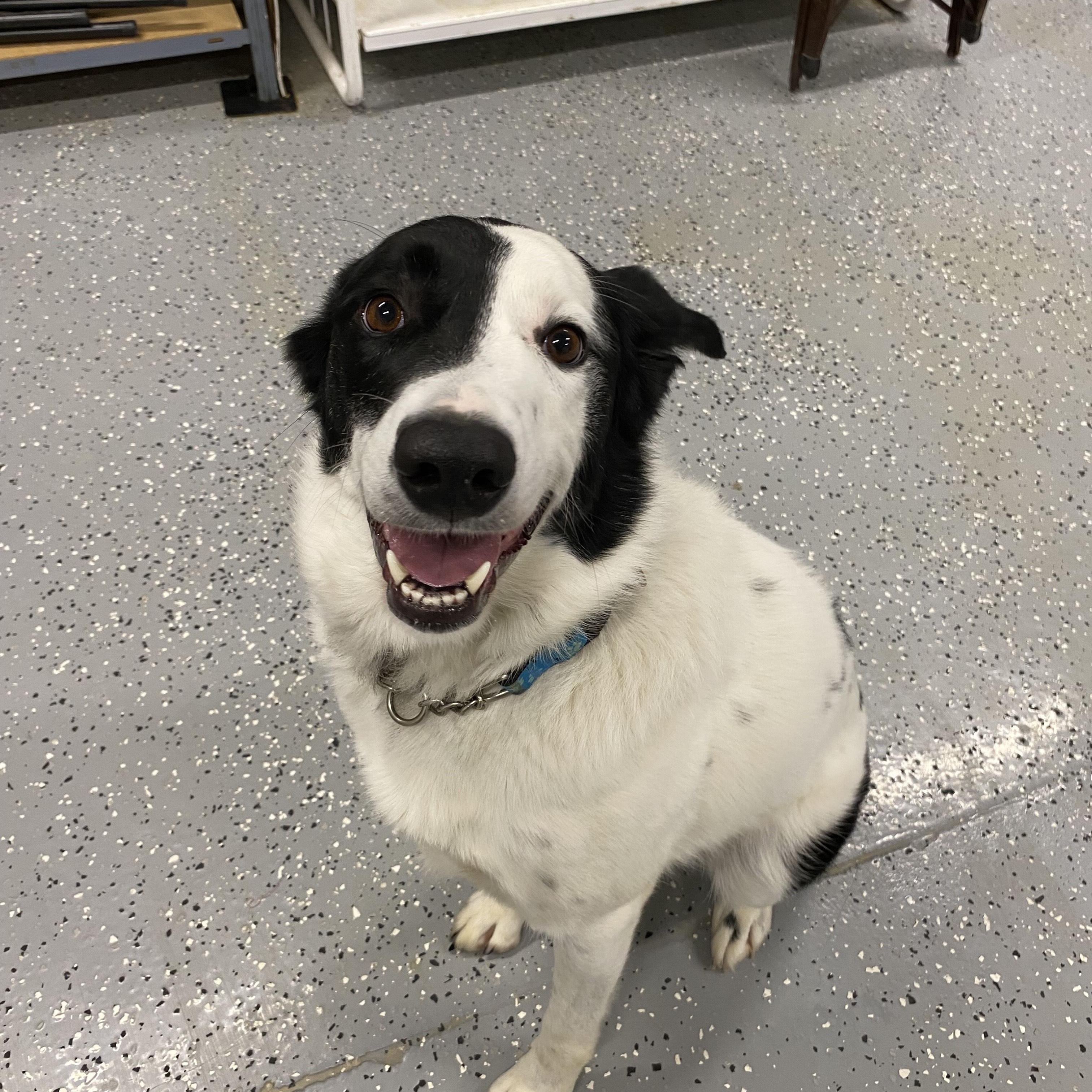 Enlarge Pepper, a ADOPTABLE Border Collie in Melfort, SK image 2/2