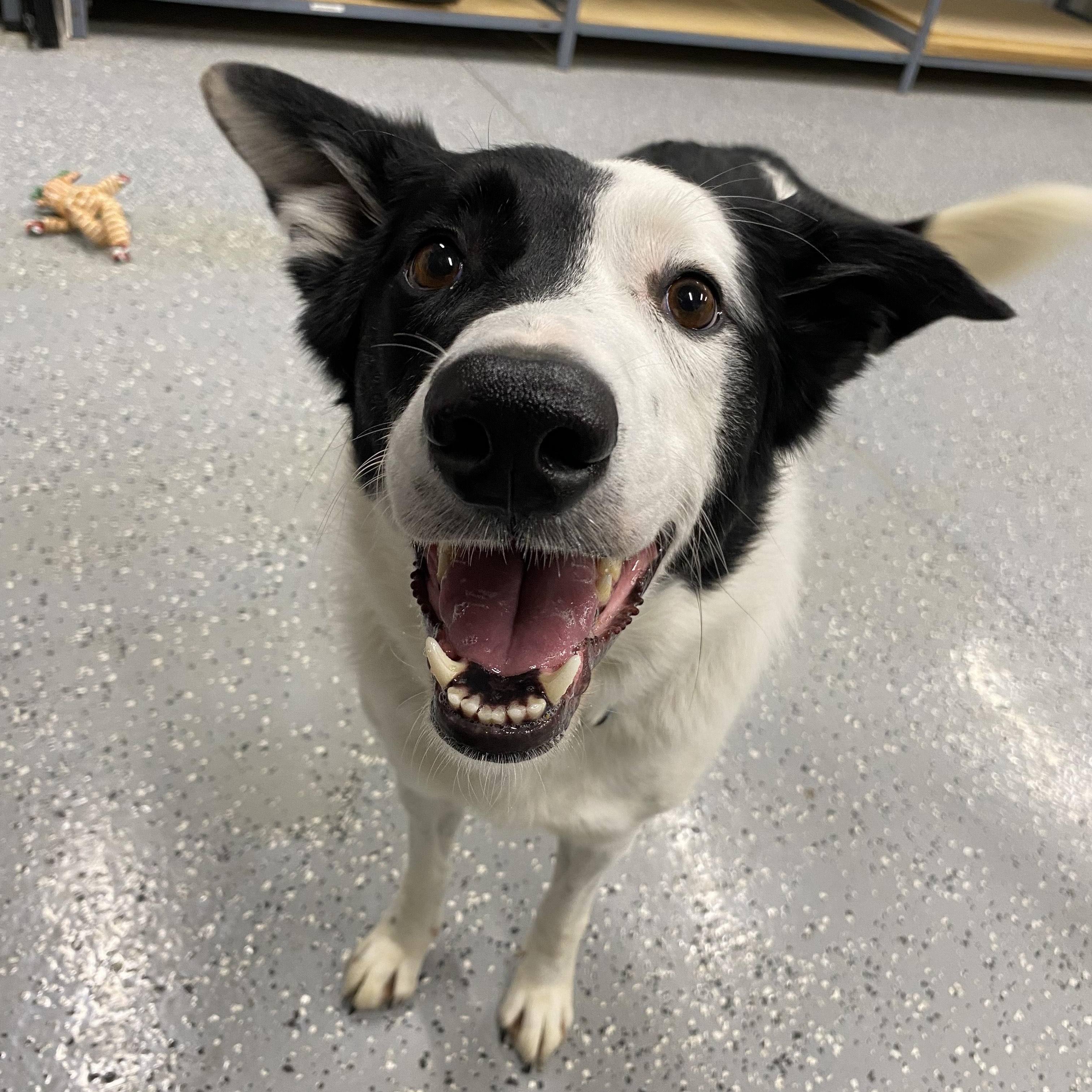 Enlarge Pepper, a ADOPTABLE Border Collie in Melfort, SK image 1/2