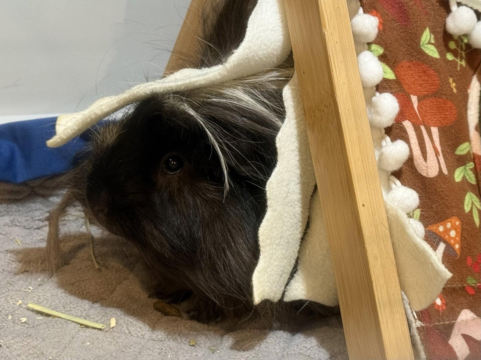 Ansel (& Axle), Adoptable, Adult Male Guinea Pig.
