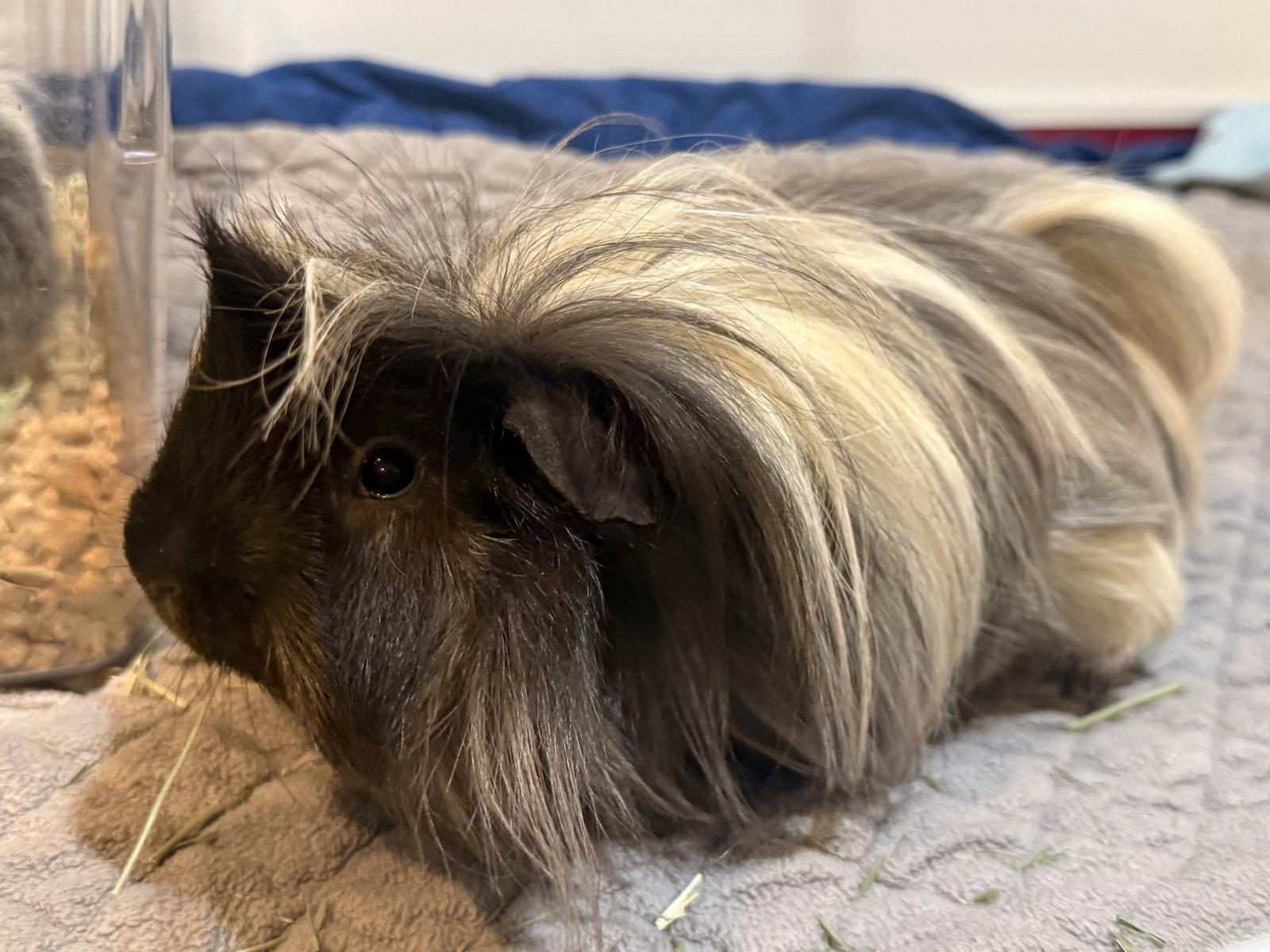 Enlarge Ansel (& Axle), a Adoptable Guinea Pig in Marshfield, WI image 2/3