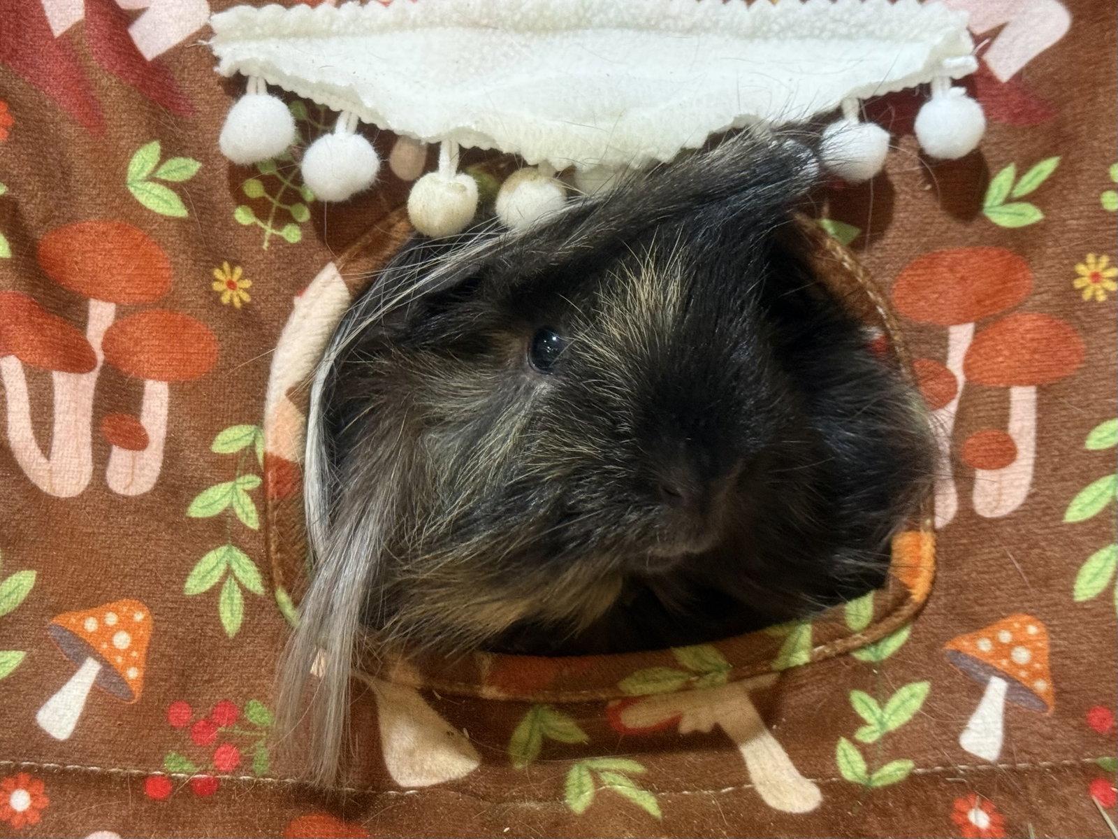 Enlarge Ansel (& Axle), a Adoptable Guinea Pig in Marshfield, WI image 3/3