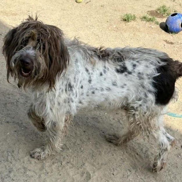 Enlarge Betsy (Hummelstown, Pennsylvania), a Adoptable German Wirehaired Pointer in Santa Rosa, CA image 1/1