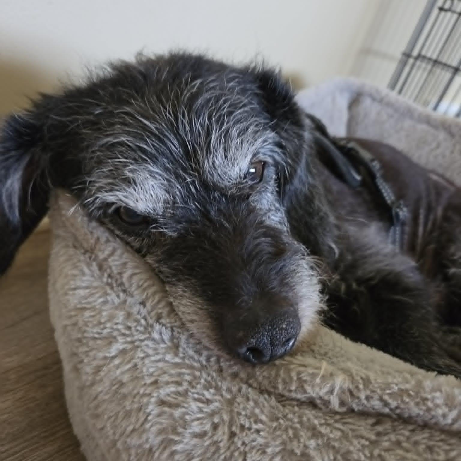 Enlarge Garrick, an adopted mixed breed in Homer Glen, IL image 2/3