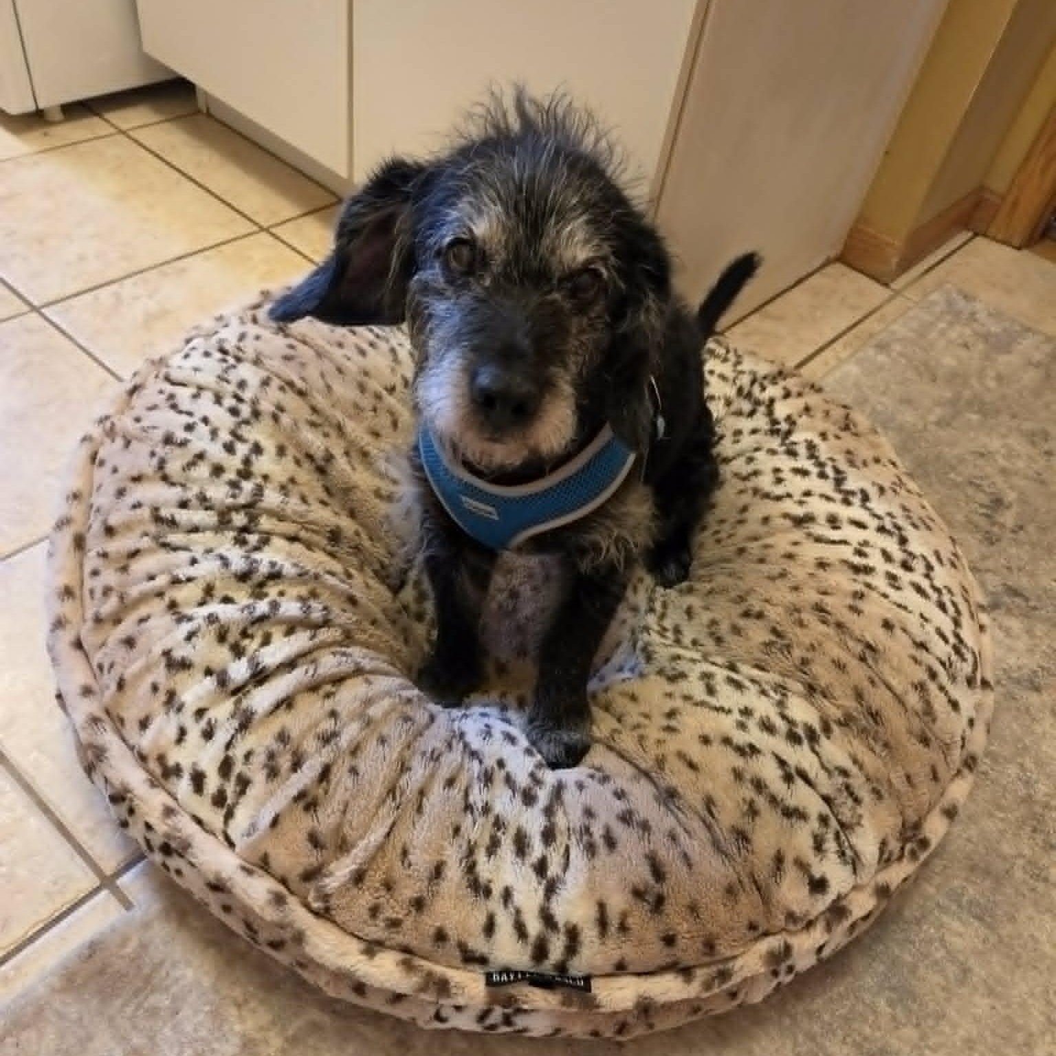 Garrick, adopted, Senior Male Poodle & Beagle.