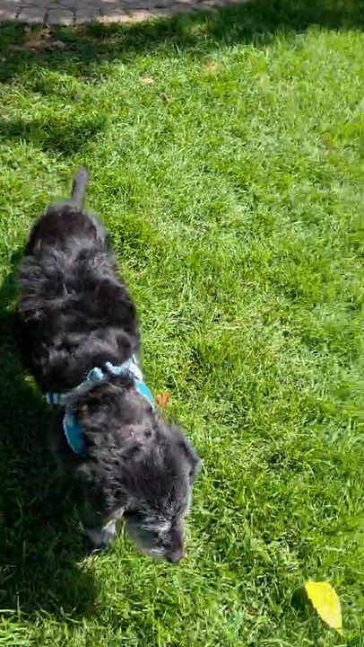 Enlarge Garrick, an adopted mixed breed in Homer Glen, IL video 3/3