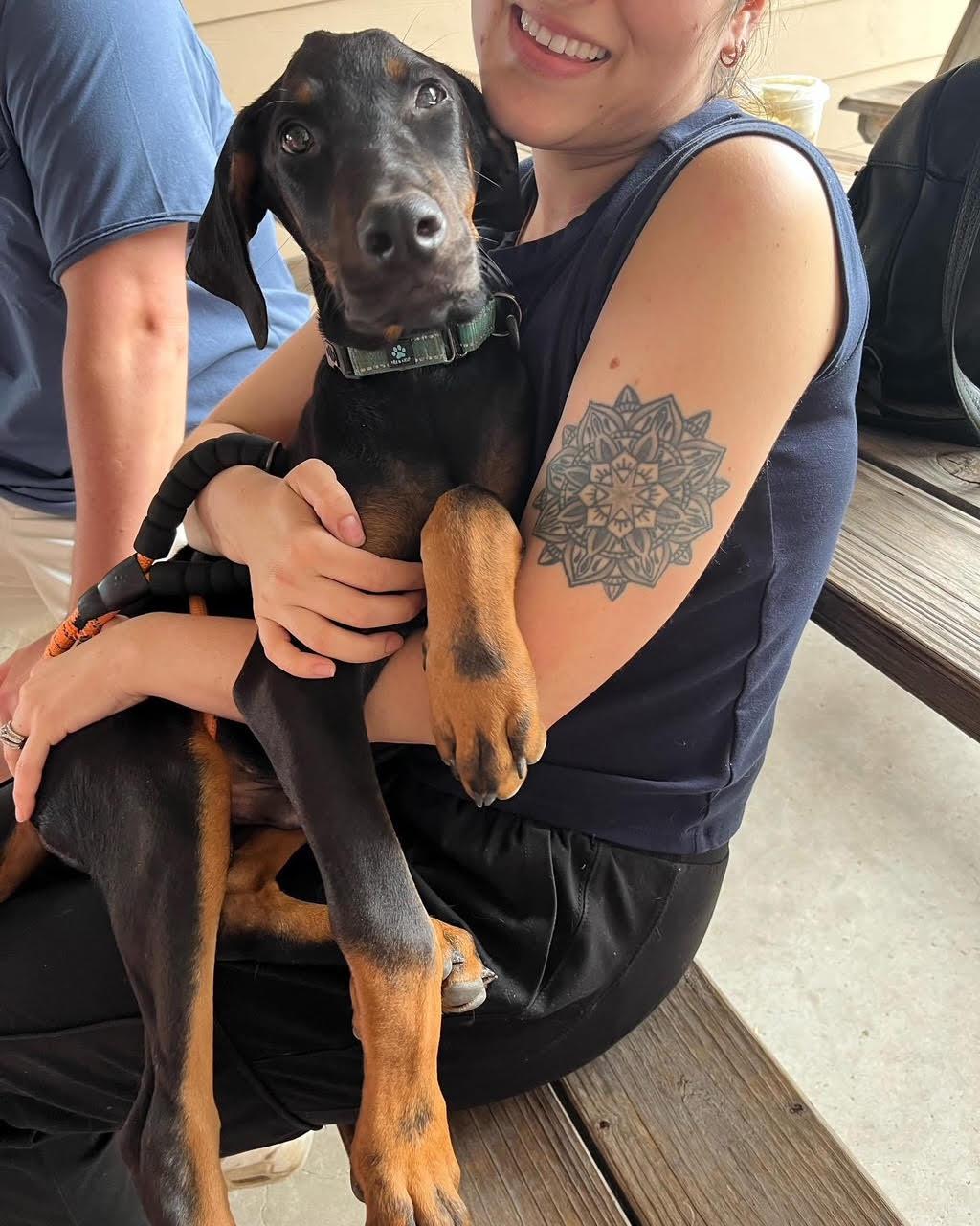 Danny Norman Narwhal, a Adopted Doberman Pinscher in Brattleboro, VT image 1/5