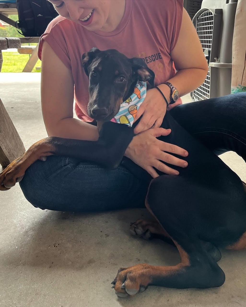 Danny Norman Narwhal, a Adopted Doberman Pinscher in Brattleboro, VT image 2/5